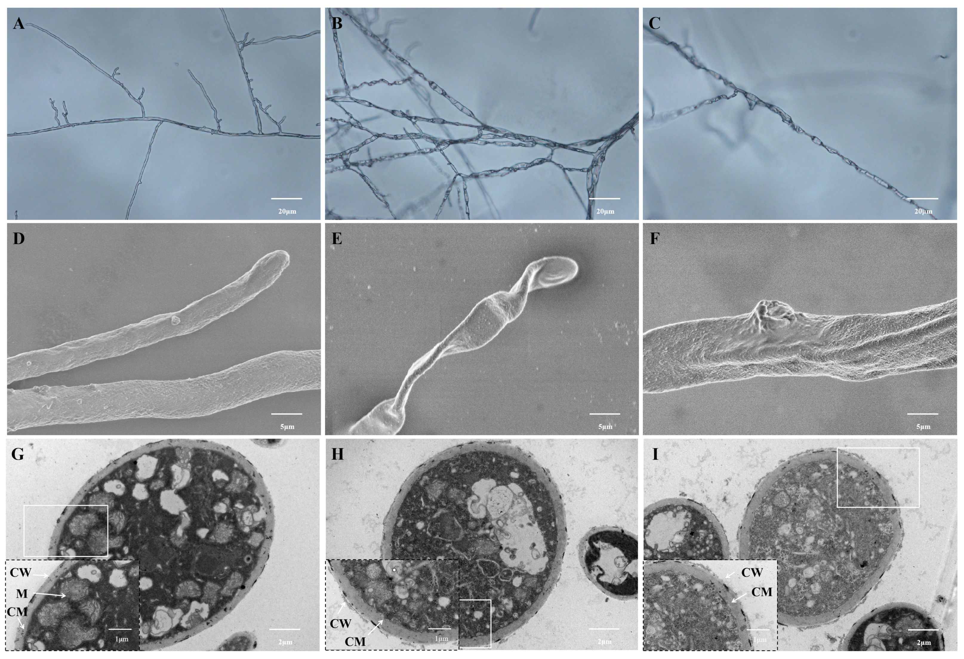 Biomolecules 16 00051 g003