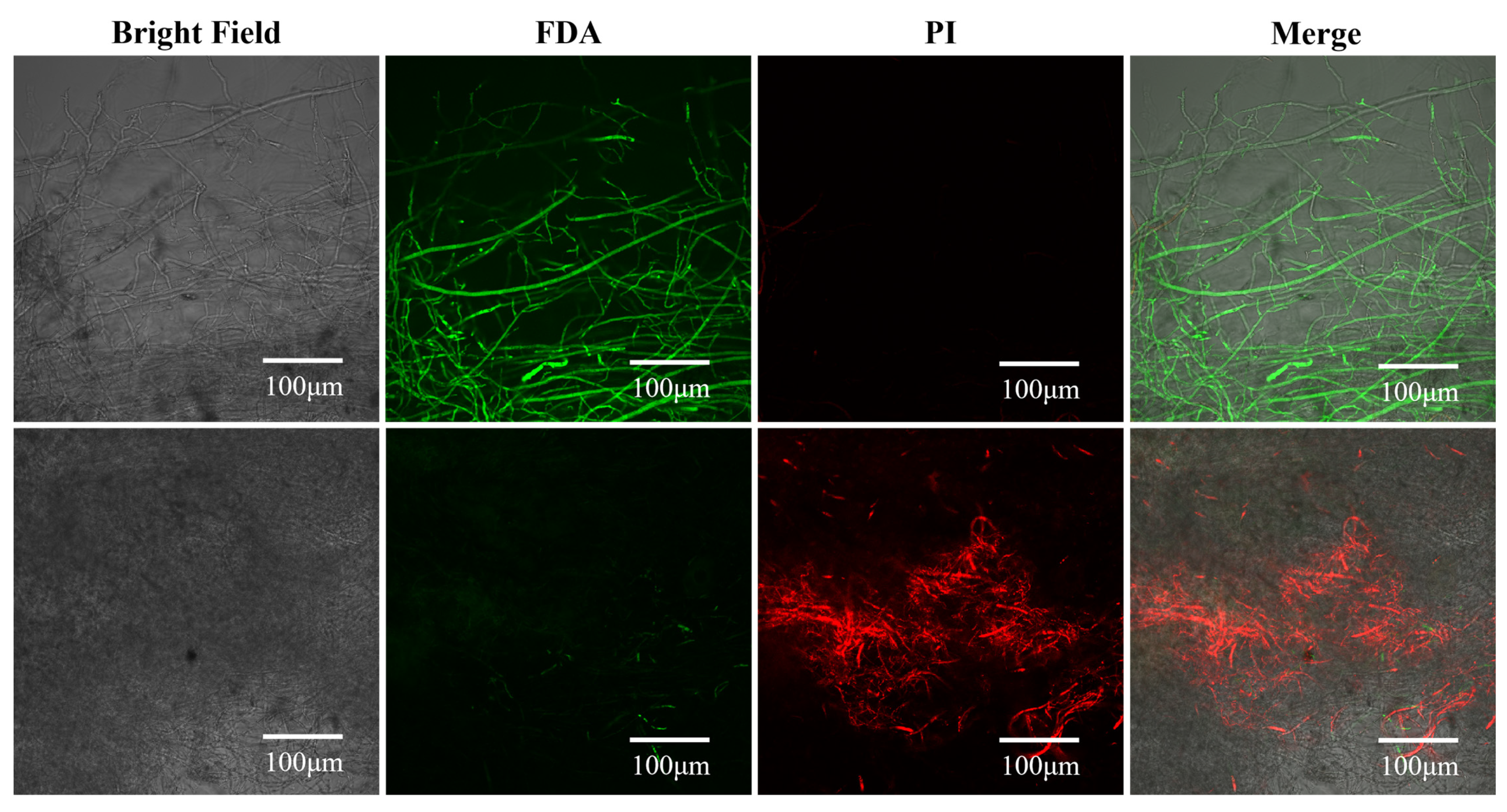 Biomolecules 16 00051 g004