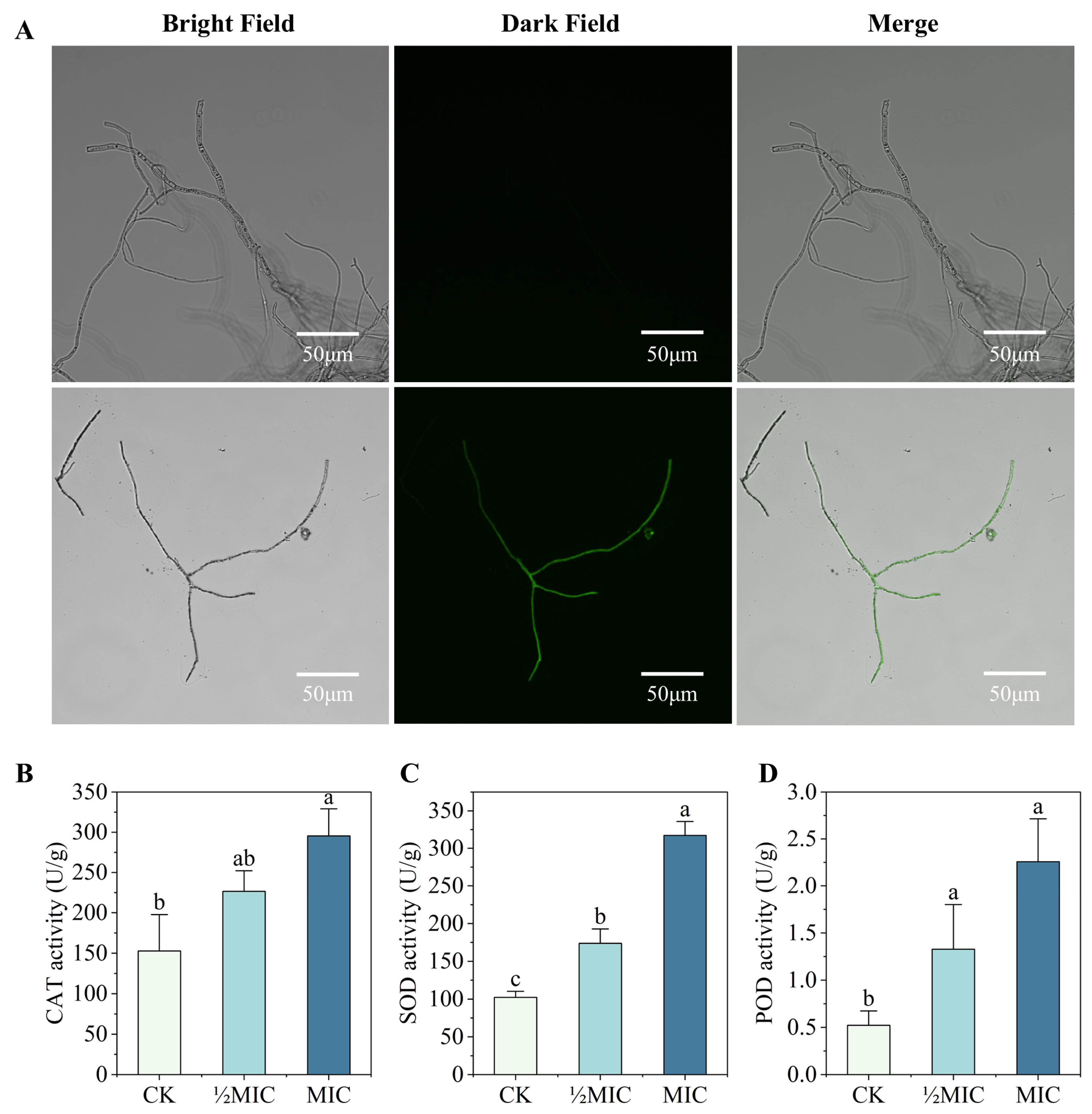 Biomolecules 16 00051 g005