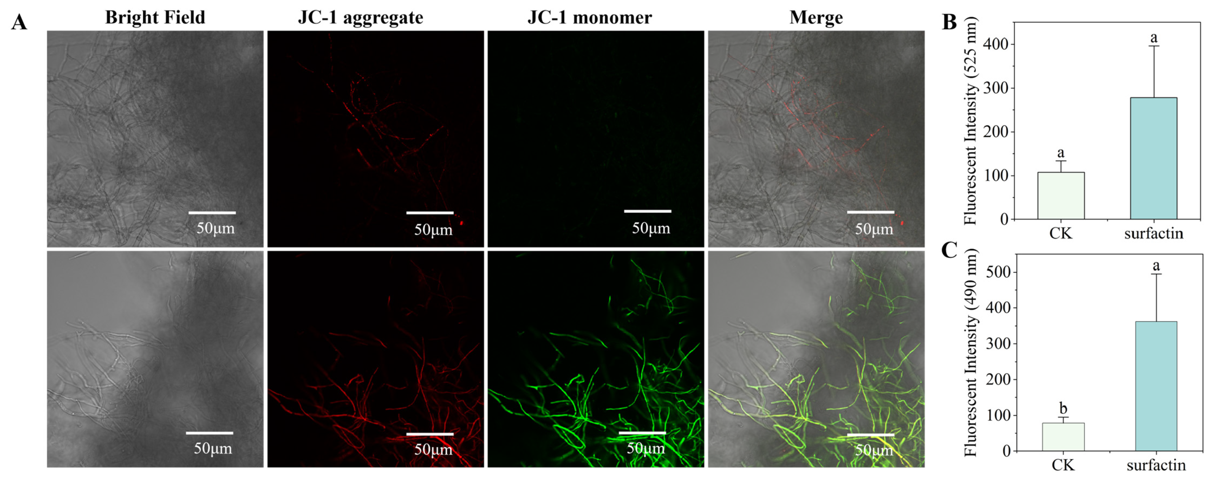 Biomolecules 16 00051 g006
