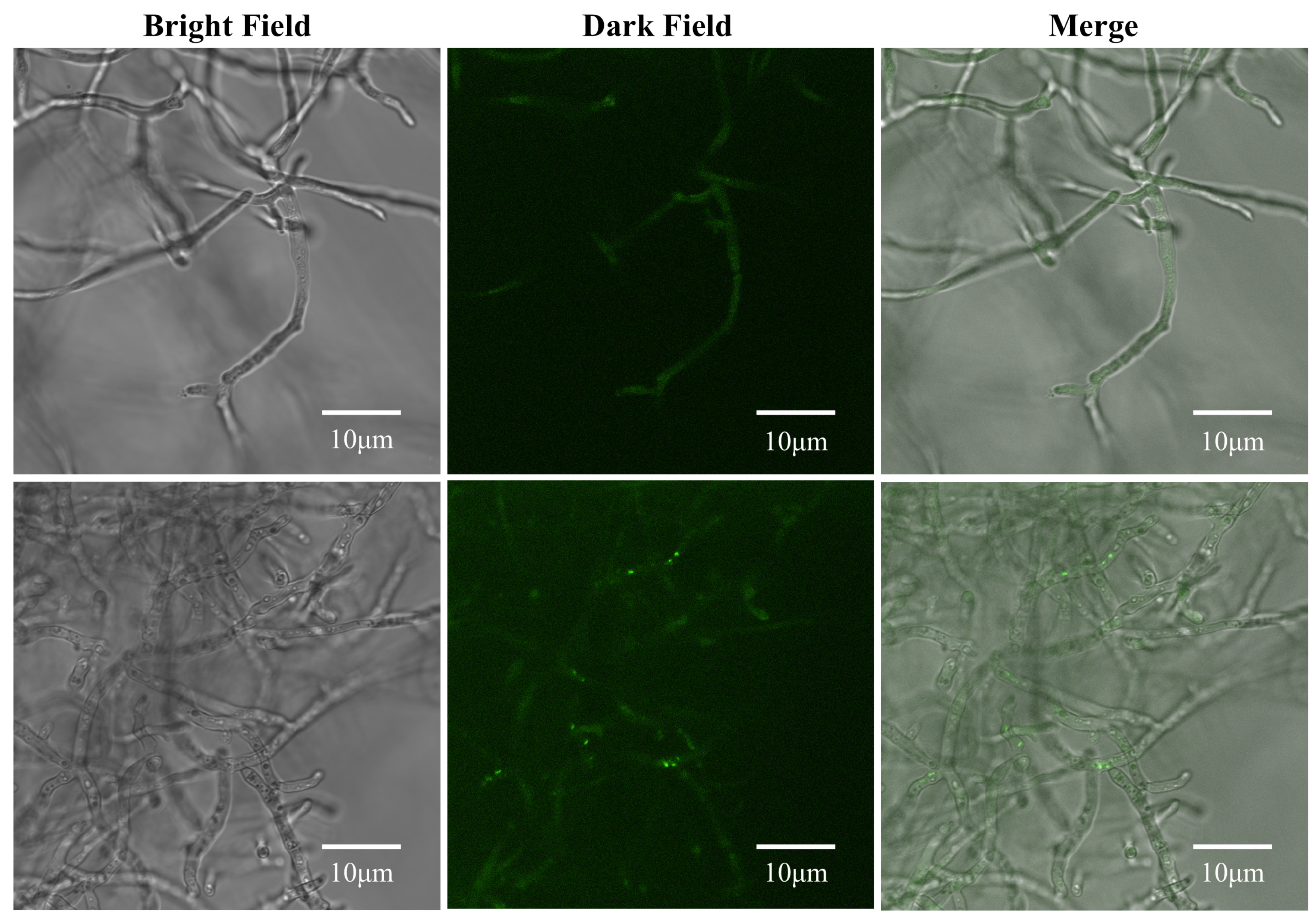 Biomolecules 16 00051 g008