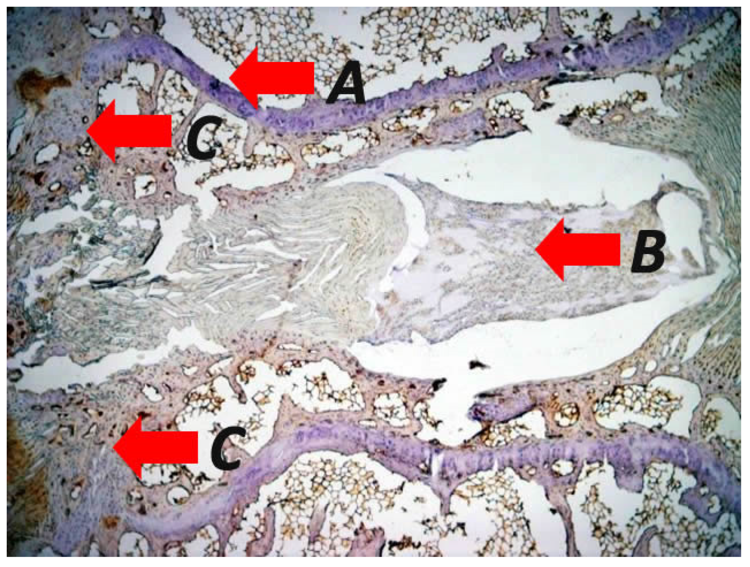Biomolecules 16 00056 g003 Biomolecules 16 00056 g003