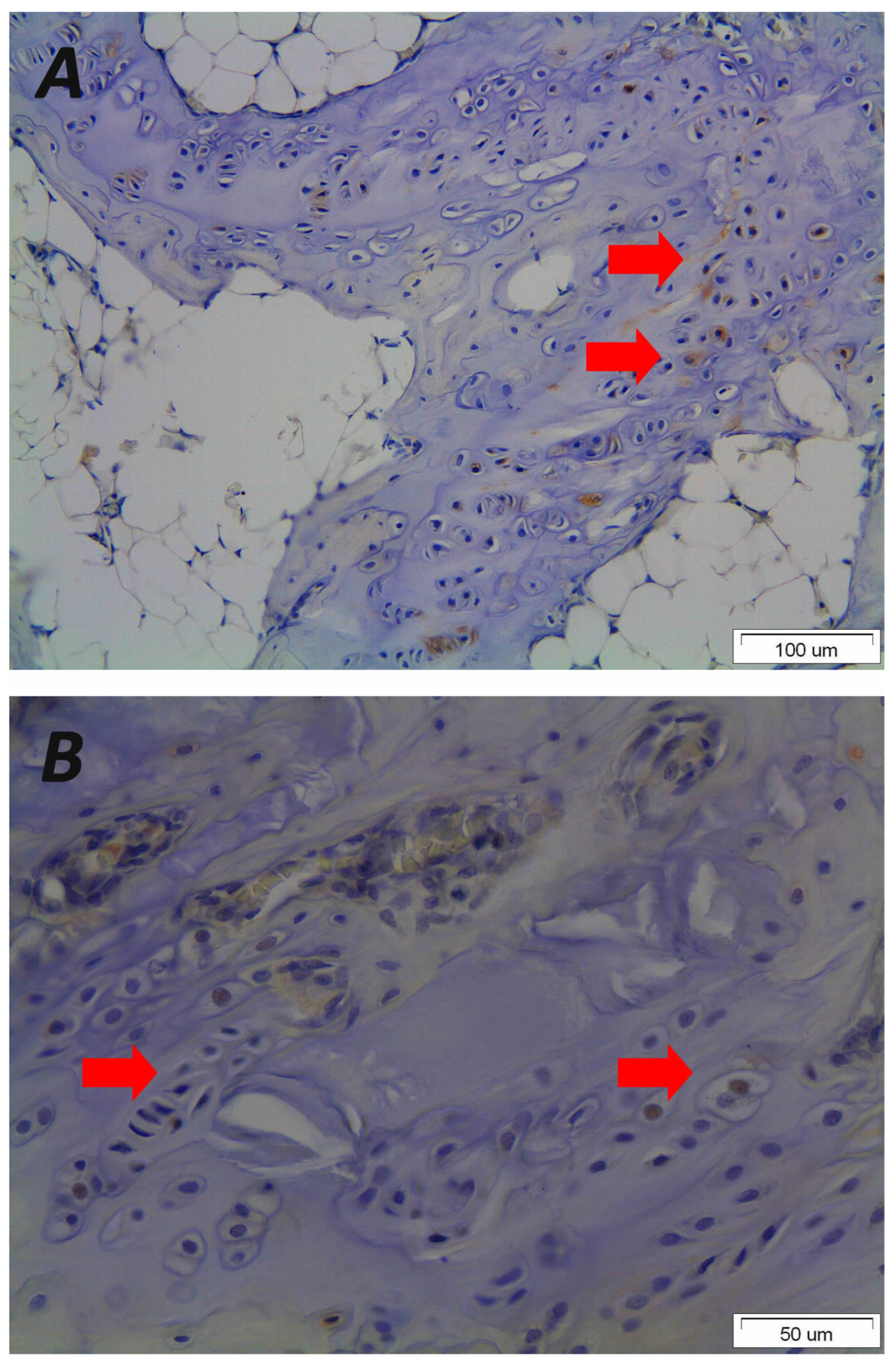 Biomolecules 16 00056 g004 Biomolecules 16 00056 g004