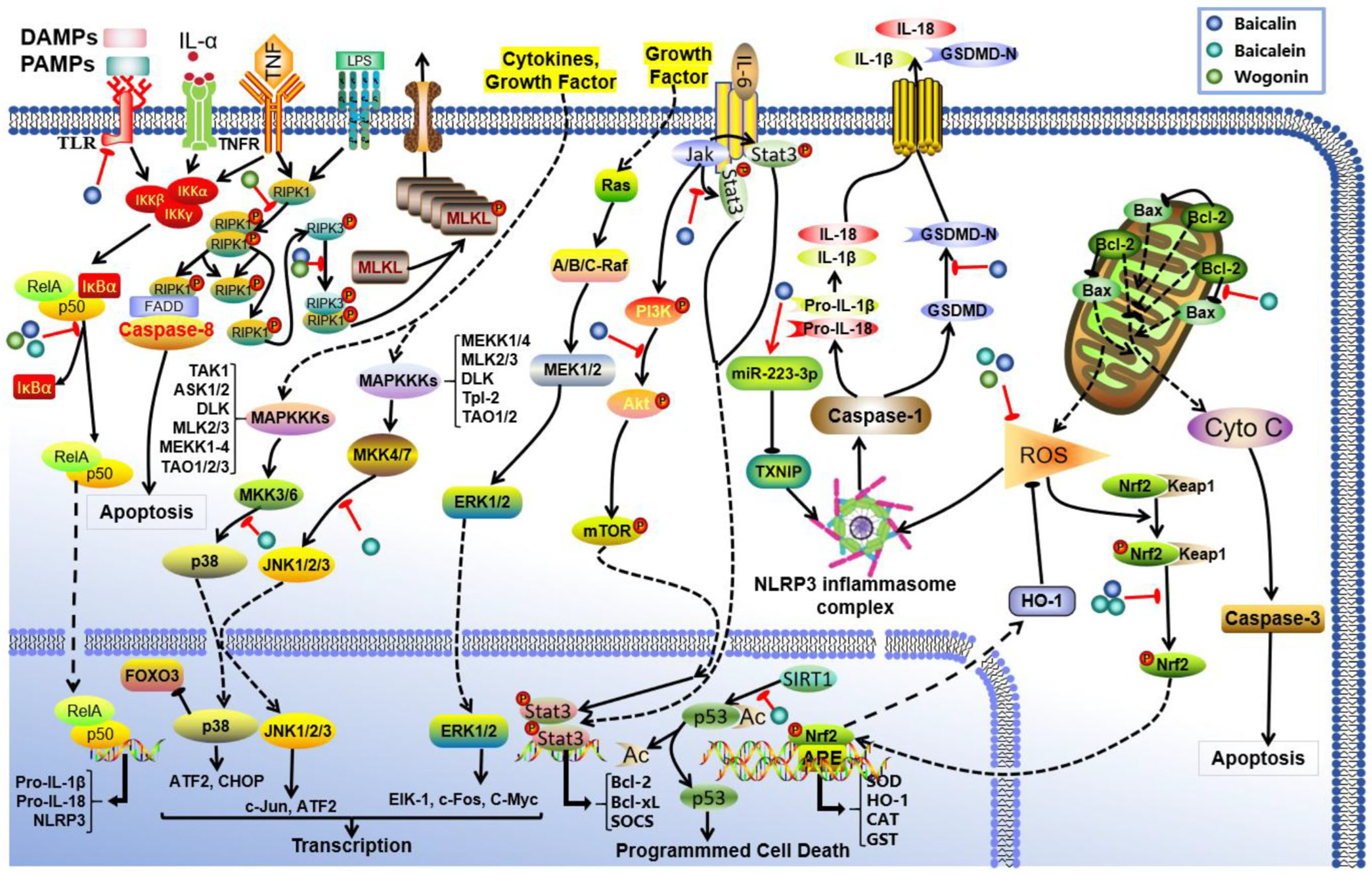 Scutellaria baicalensis Georgi: A Promising Source of Bioactive