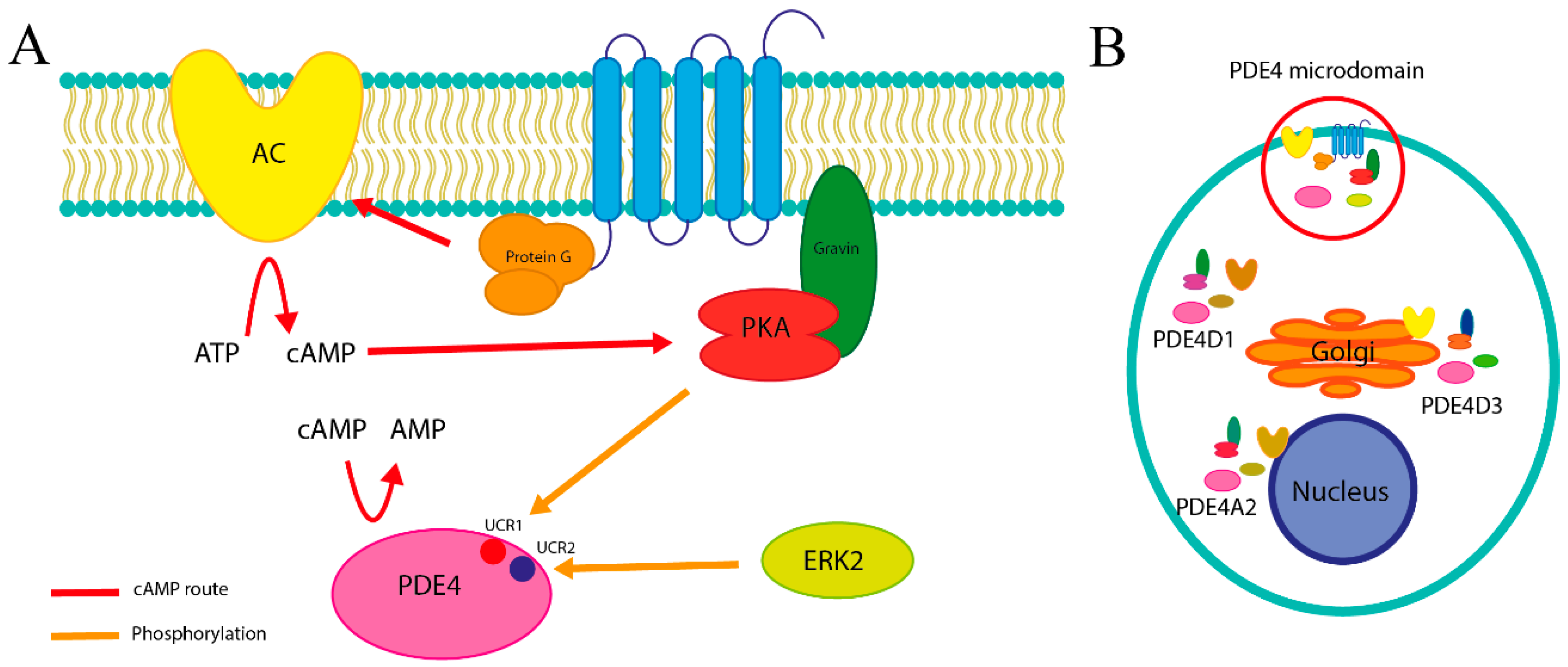 Biomolecules 16 00079 g001 Biomolecules 16 00079 g001