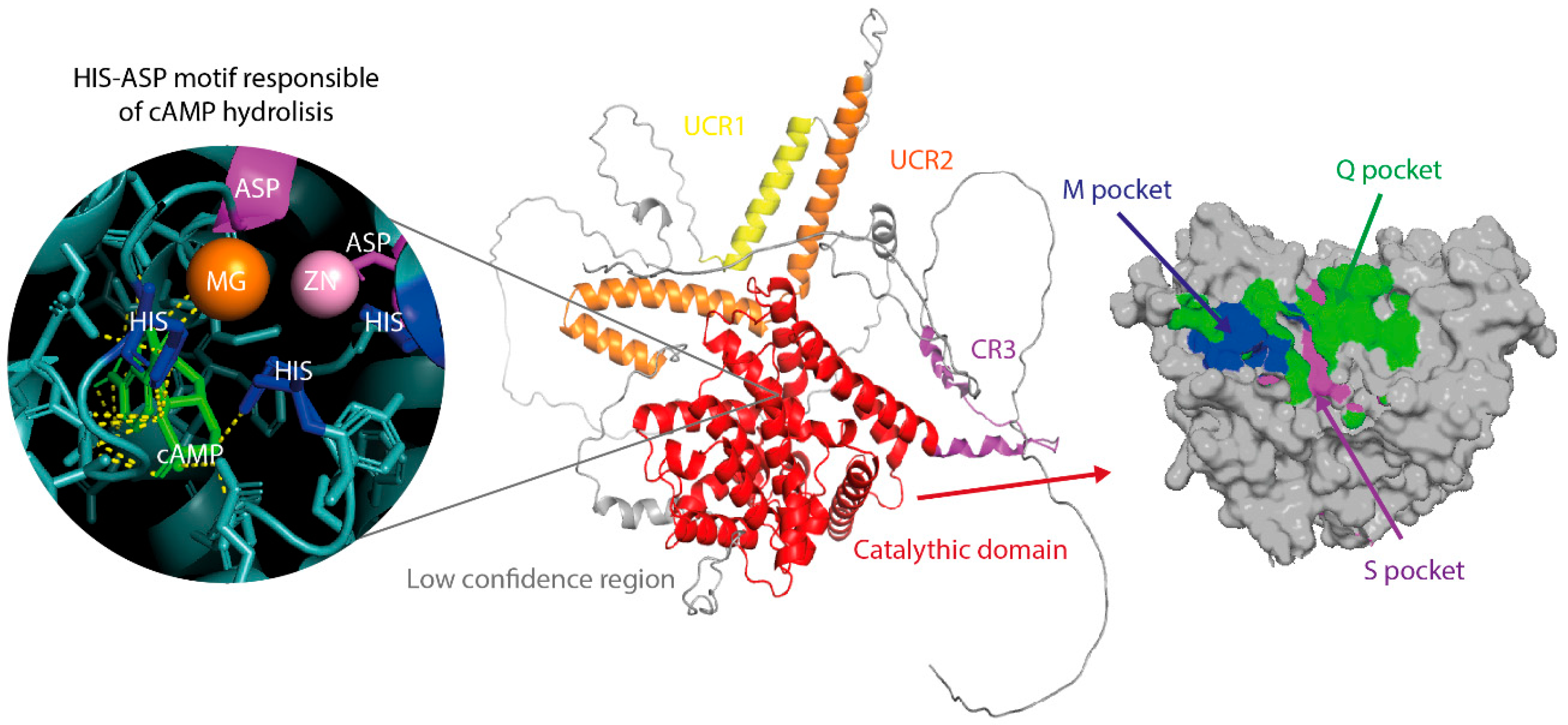 Biomolecules 16 00079 g002 Biomolecules 16 00079 g002