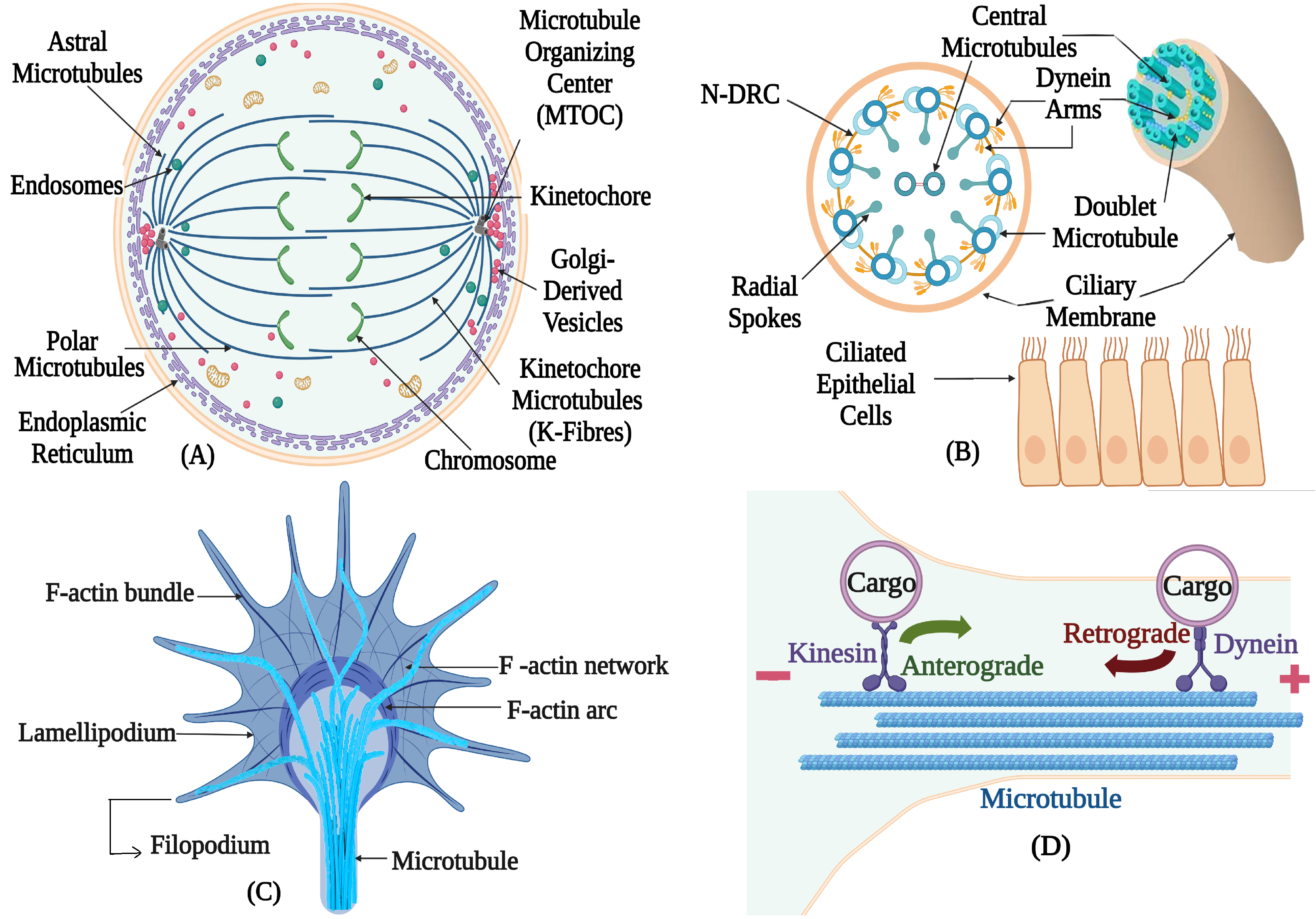 Biomolecules 16 00081 g001 Biomolecules 16 00081 g001