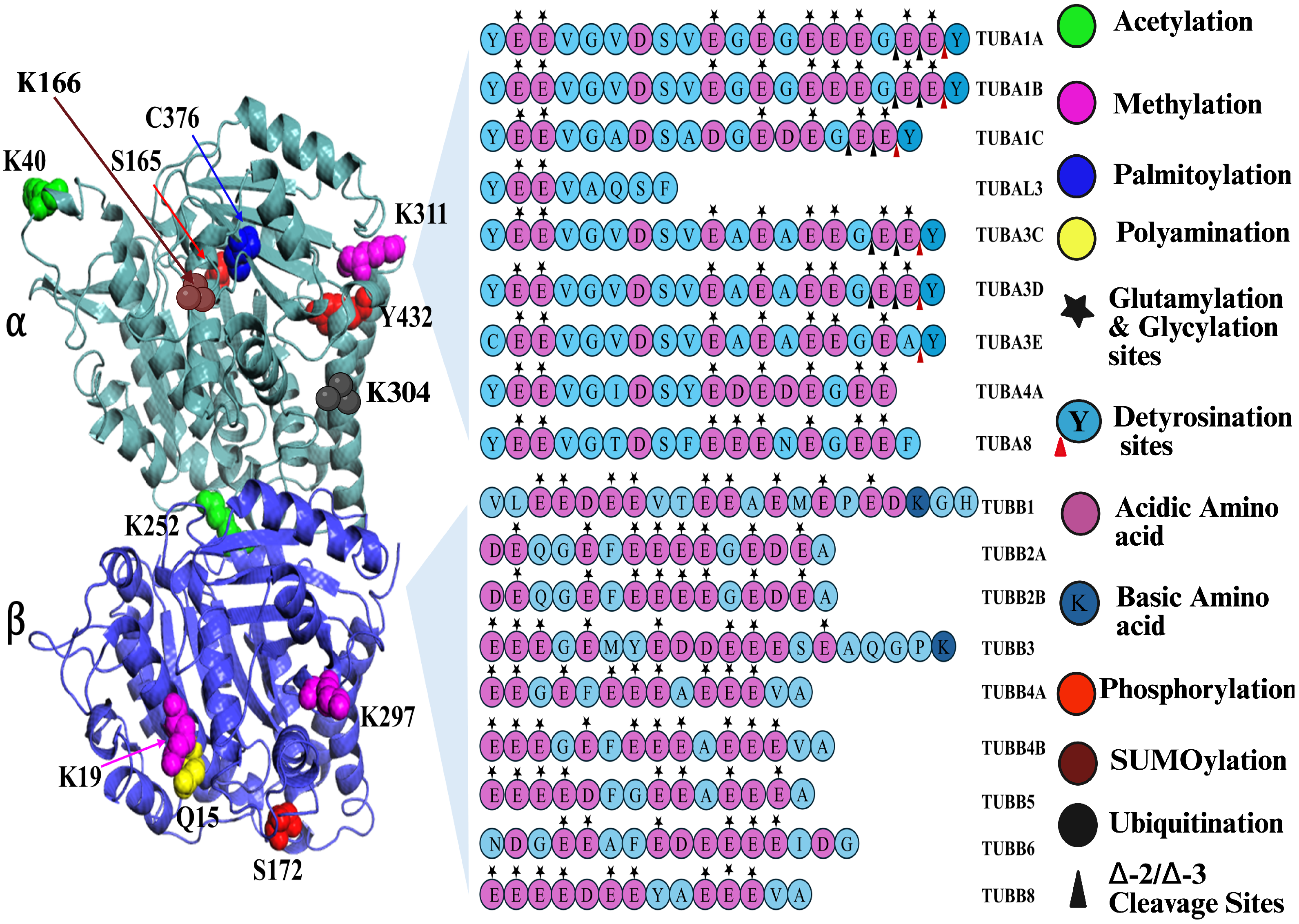 Biomolecules 16 00081 g002 Biomolecules 16 00081 g002