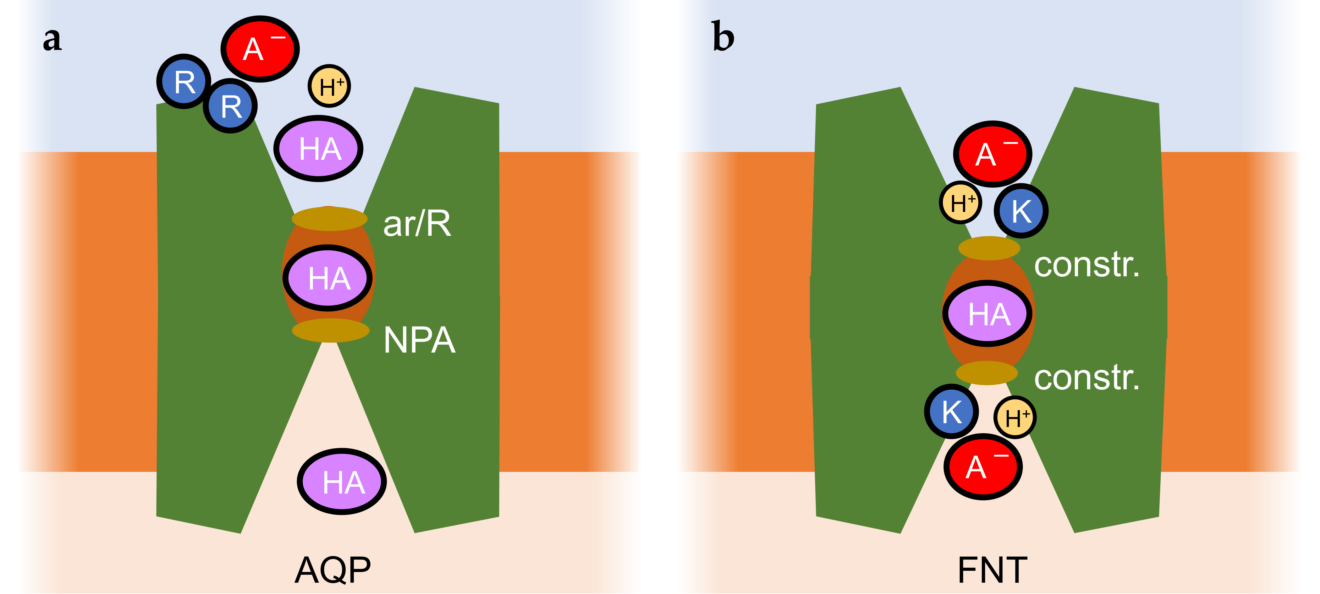 Biomolecules 16 00091 g004 Biomolecules 16 00091 g004