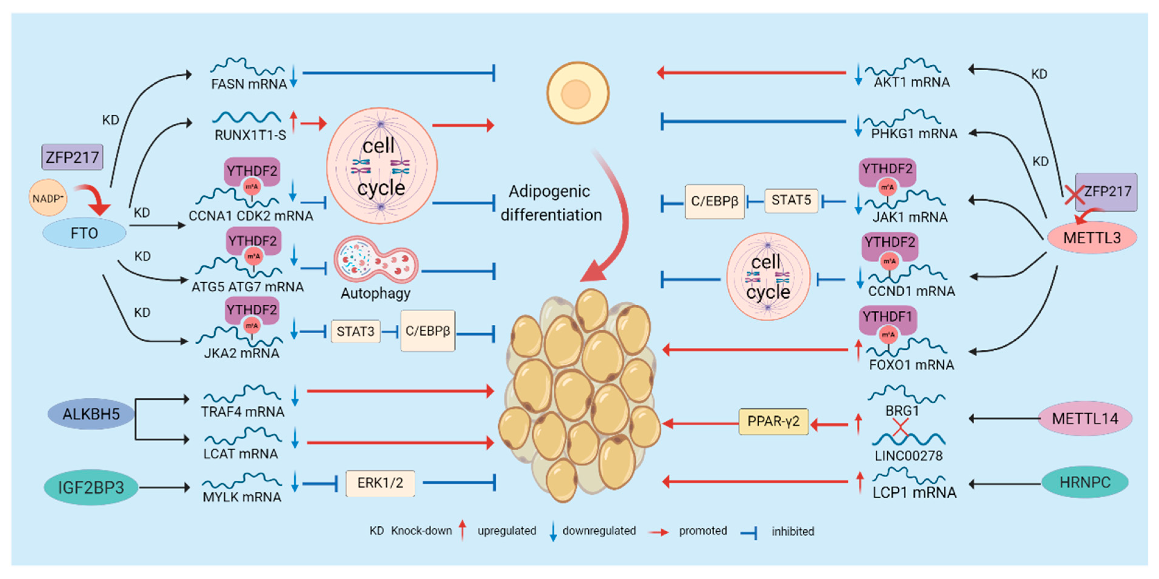 Biomolecules 16 00101 g002 Biomolecules 16 00101 g002