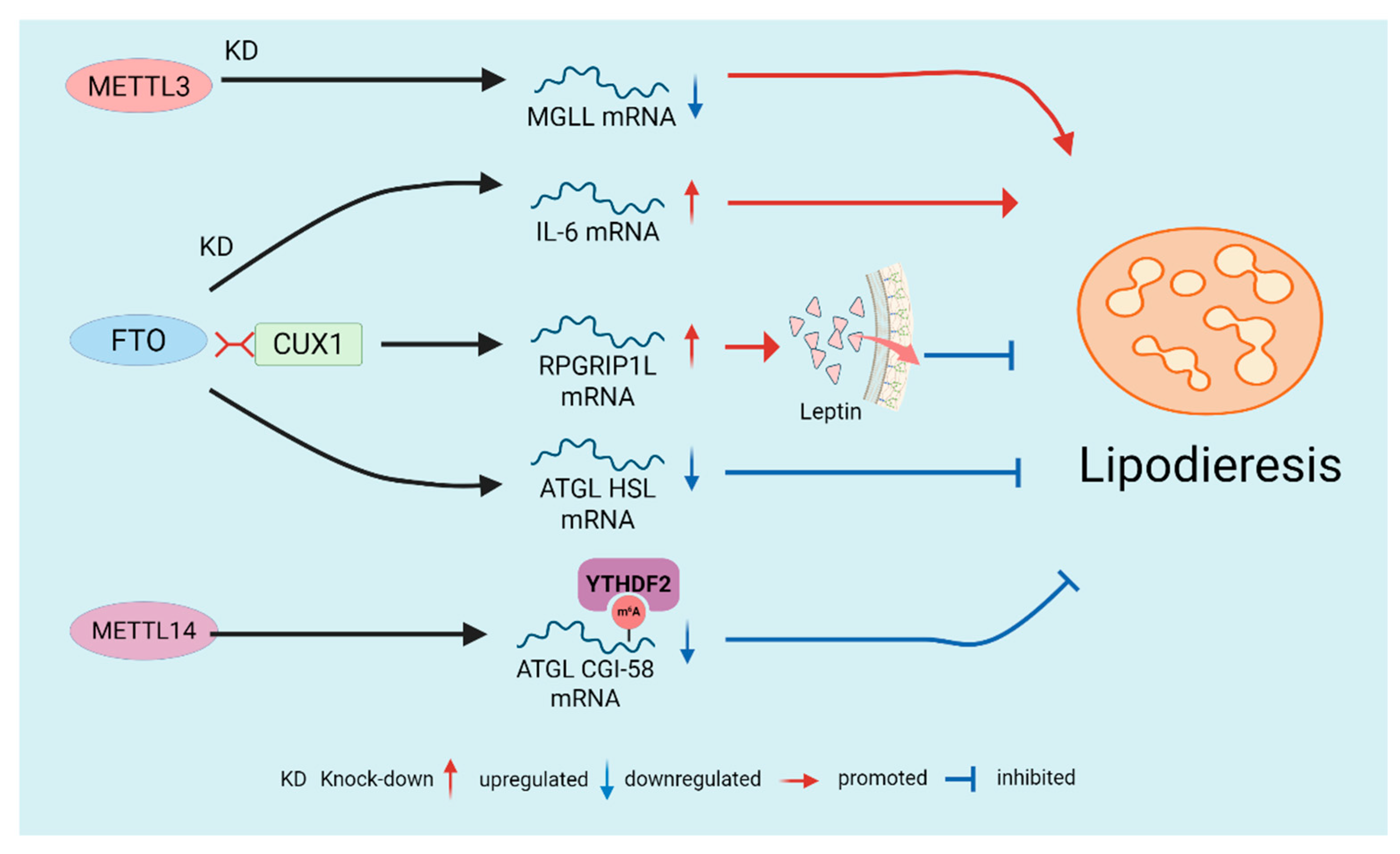 Biomolecules 16 00101 g004 Biomolecules 16 00101 g004