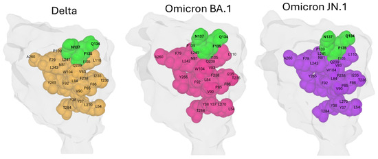 The Enigmatic Conserved Q134-F135-N137 Triad in SARS-CoV-2 Spike
