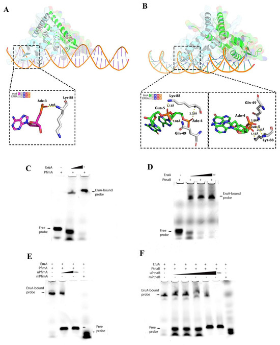 EruA, a Regulator of Adherent-Invasive E. coli, Enhances Bacterial