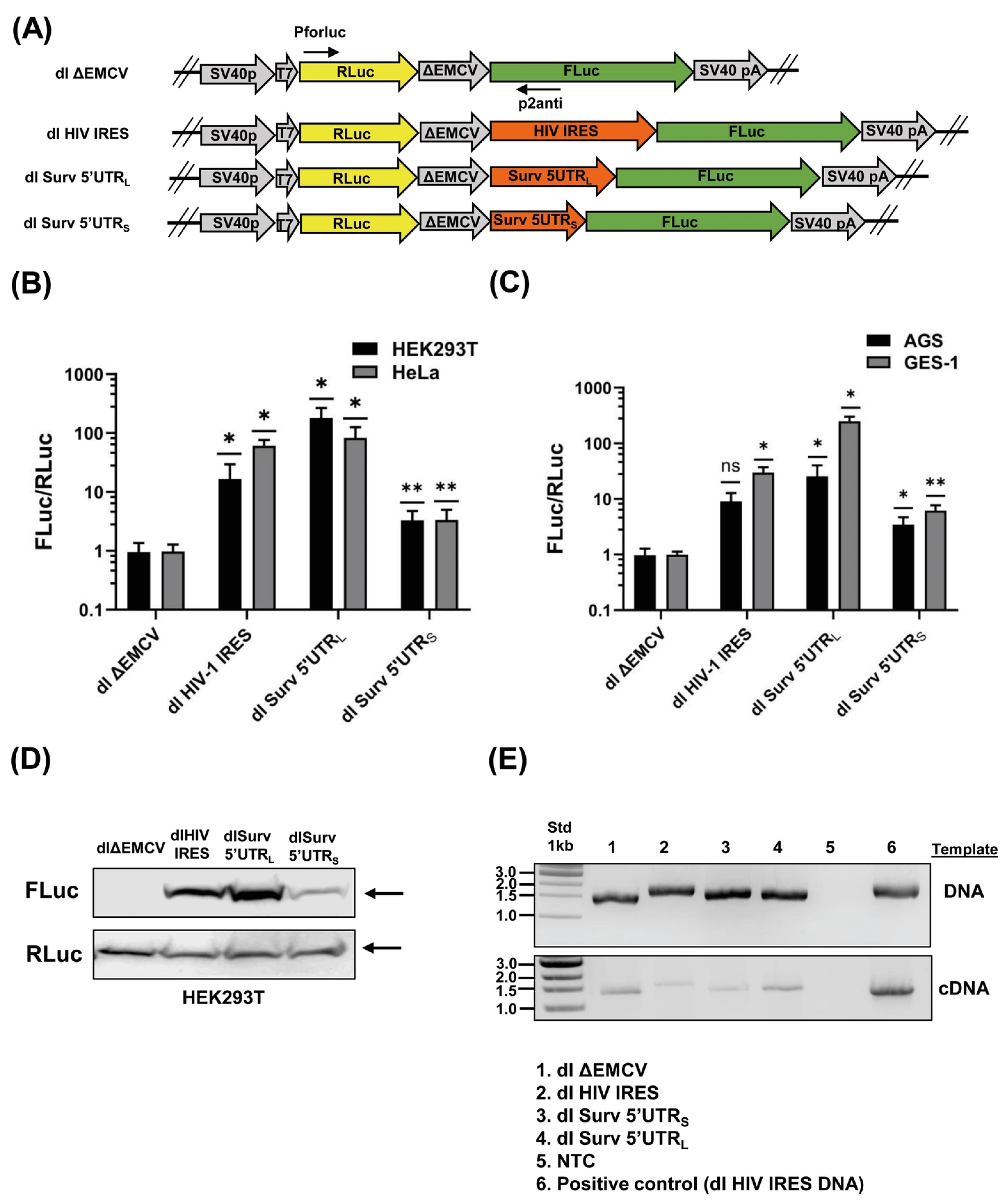 Biomolecules 16 00164 g001