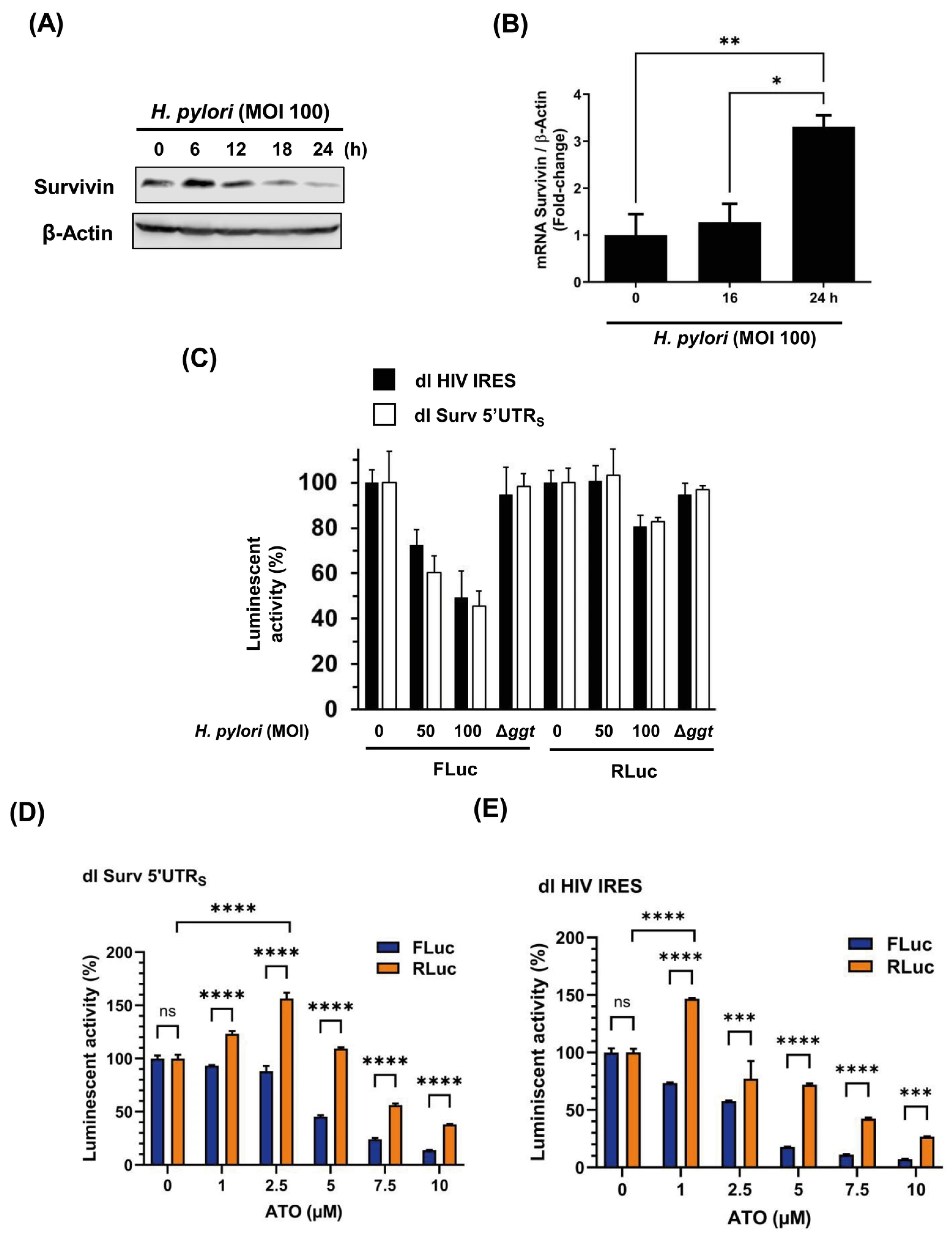 Biomolecules 16 00164 g005