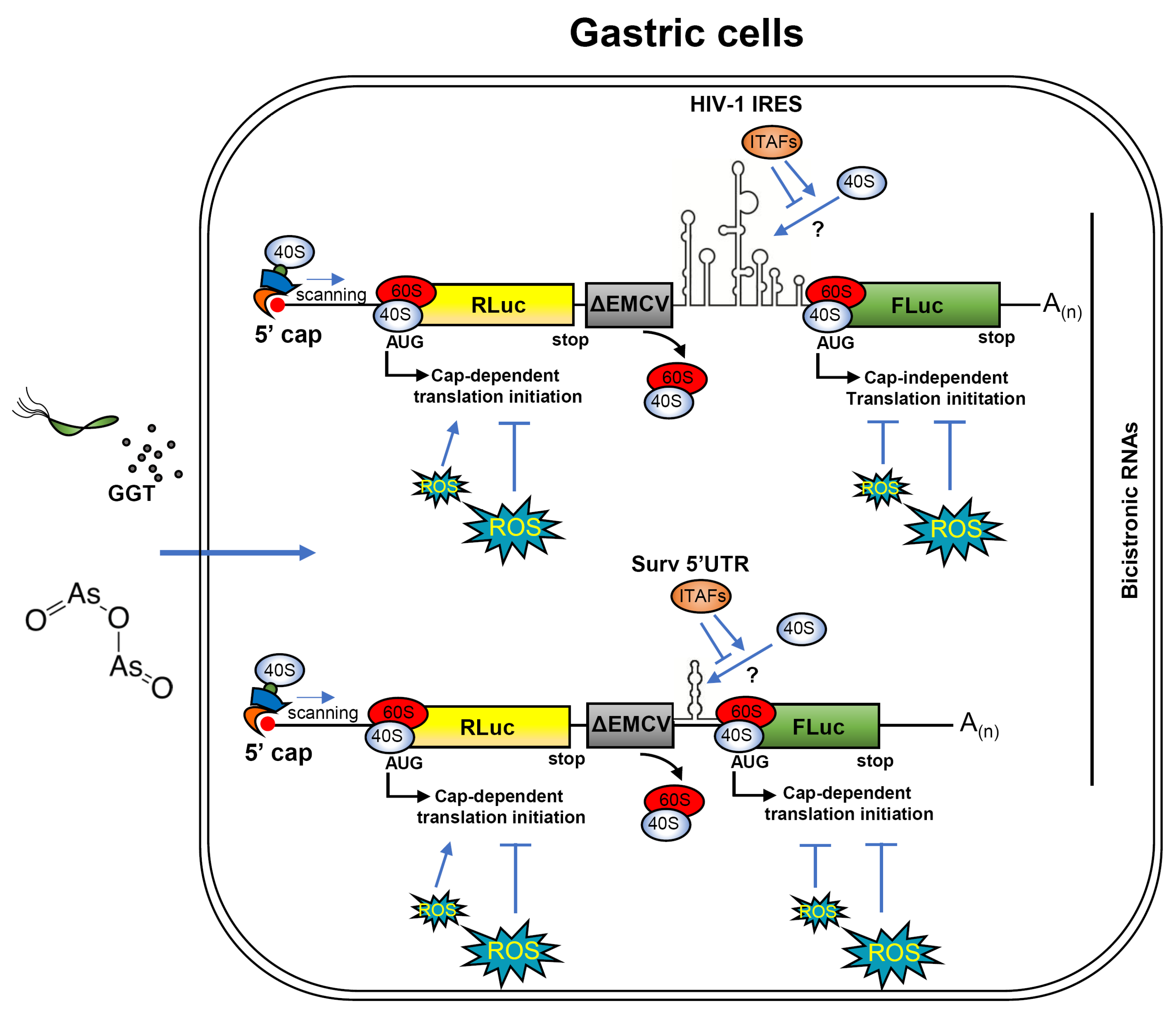 Biomolecules 16 00164 g006