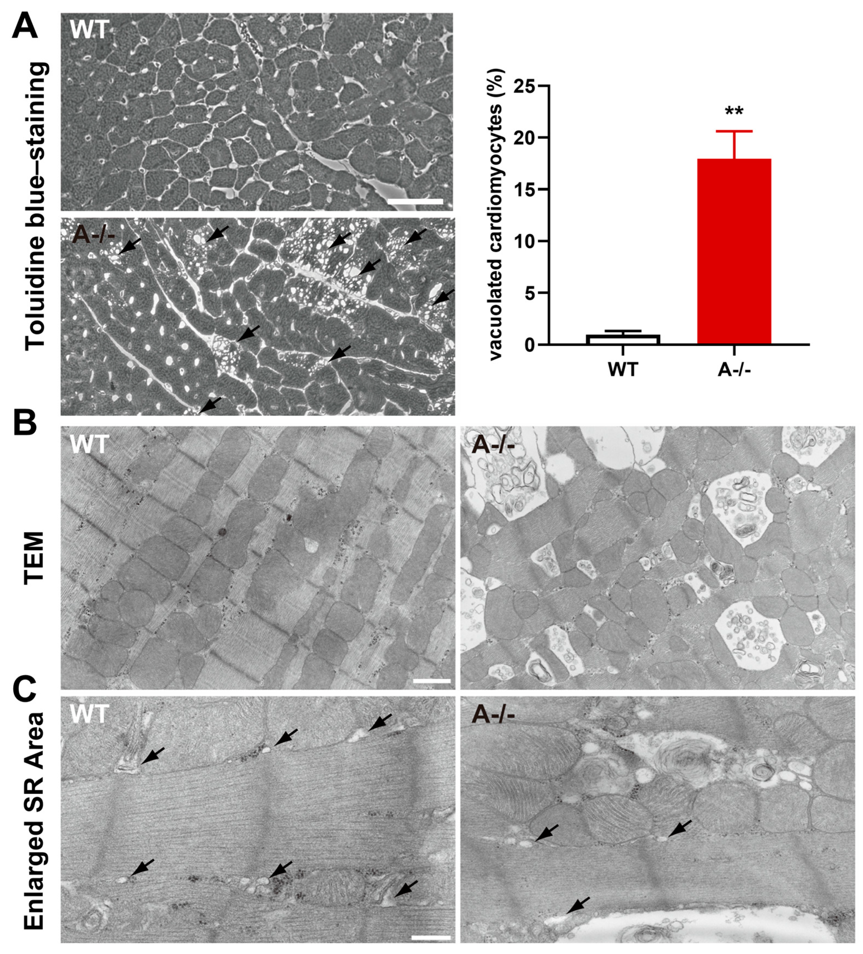Biomolecules 16 00181 g002