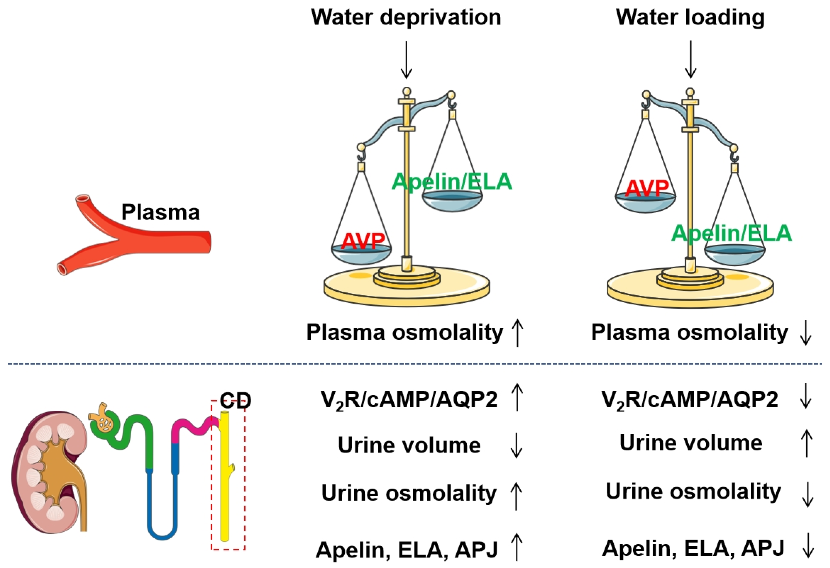 Renal Aspects of the Apelinergic System: Therapeutic Potential and ...