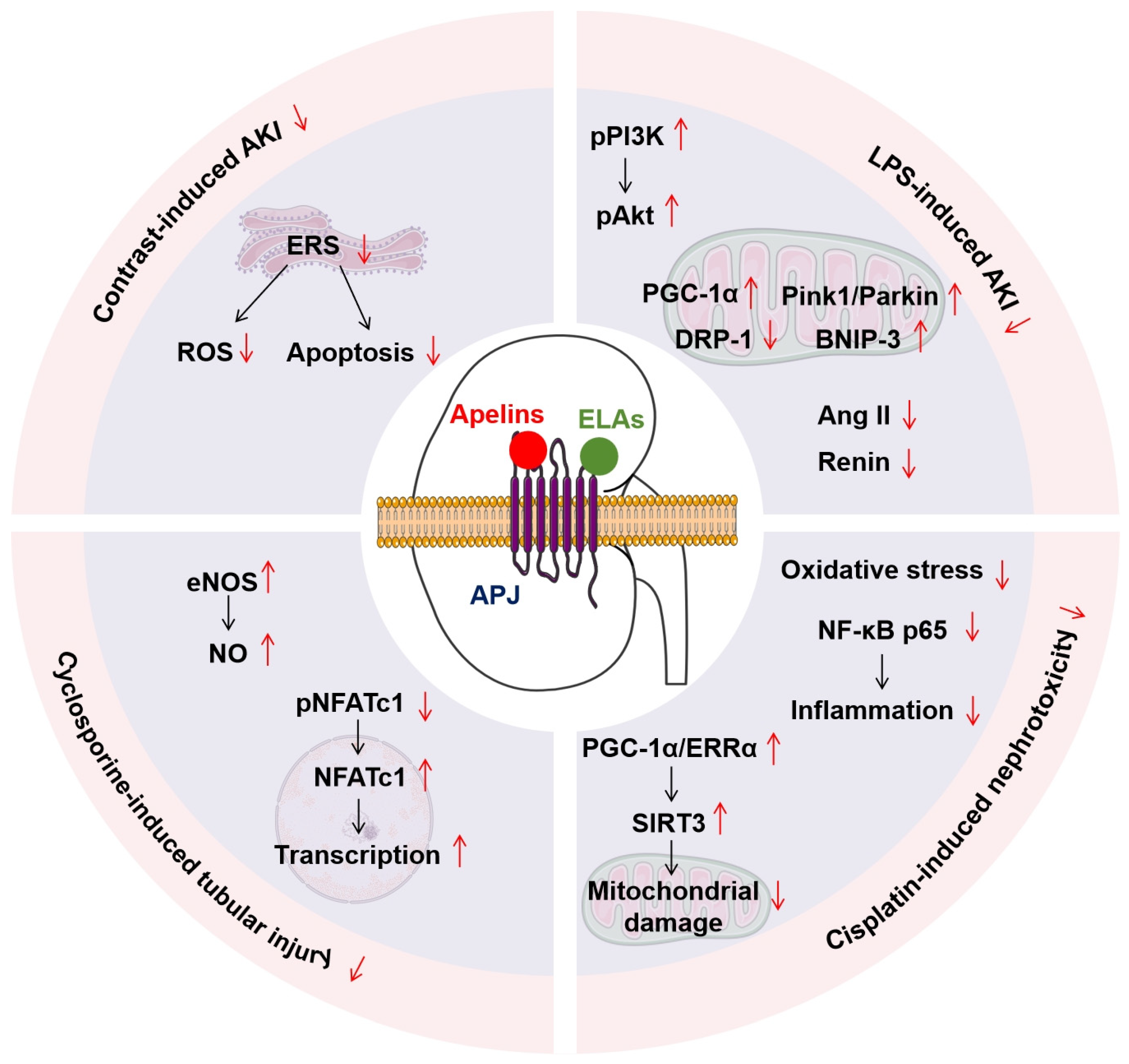 Renal Aspects of the Apelinergic System: Therapeutic Potential and ...