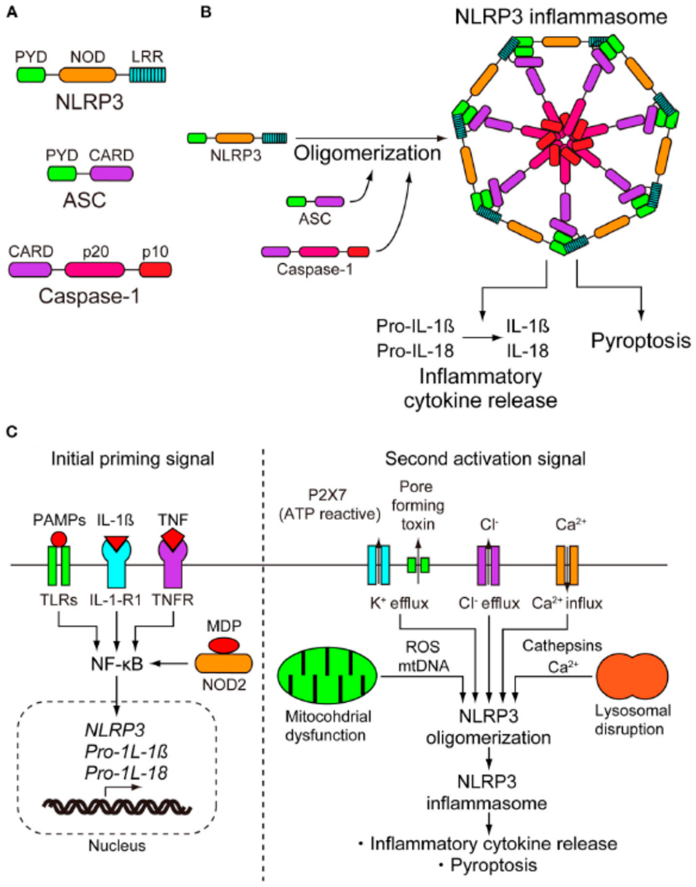 Biomolecules 16 00186 g002