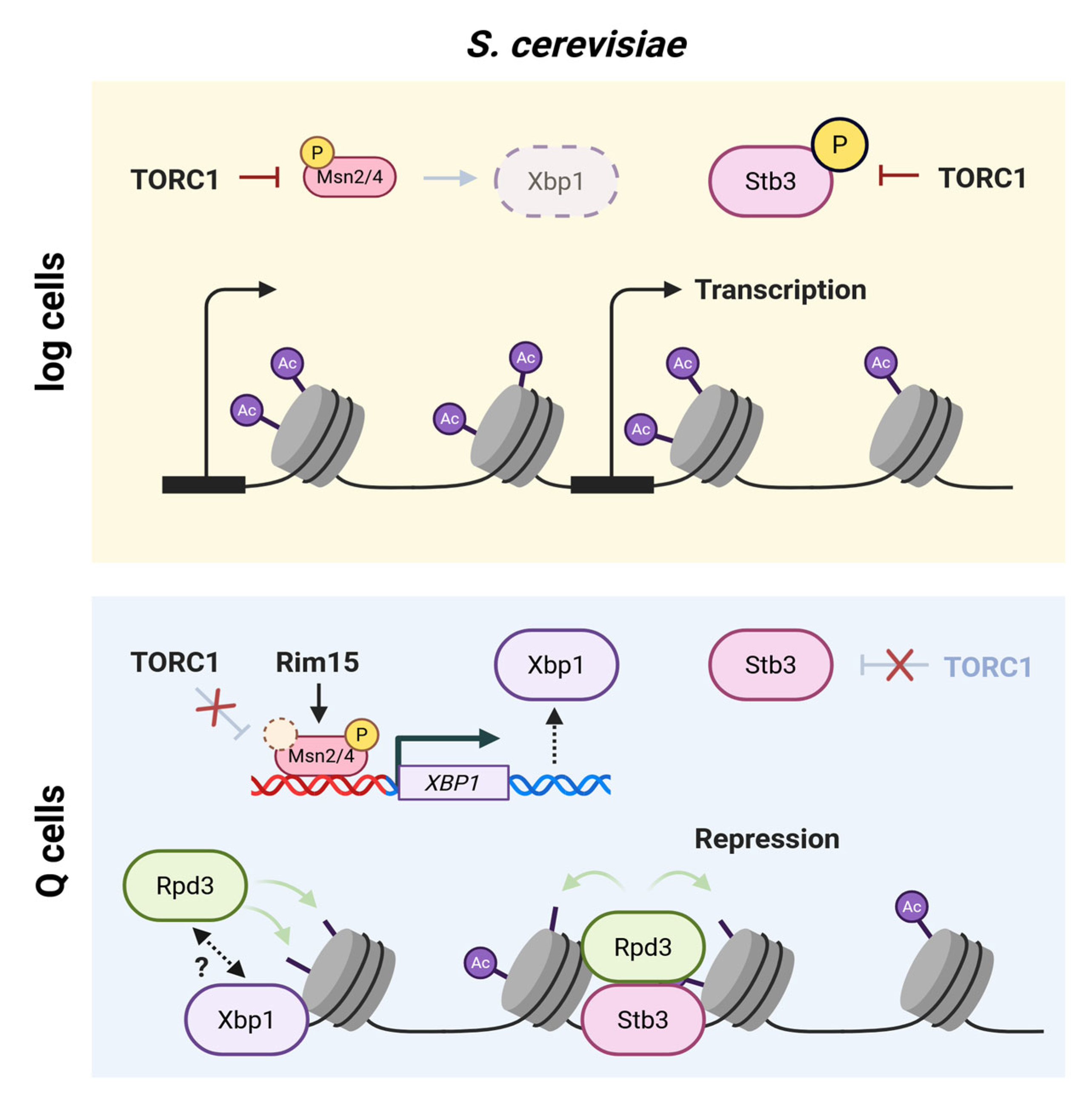Biomolecules 16 00203 g003 Biomolecules 16 00203 g003
