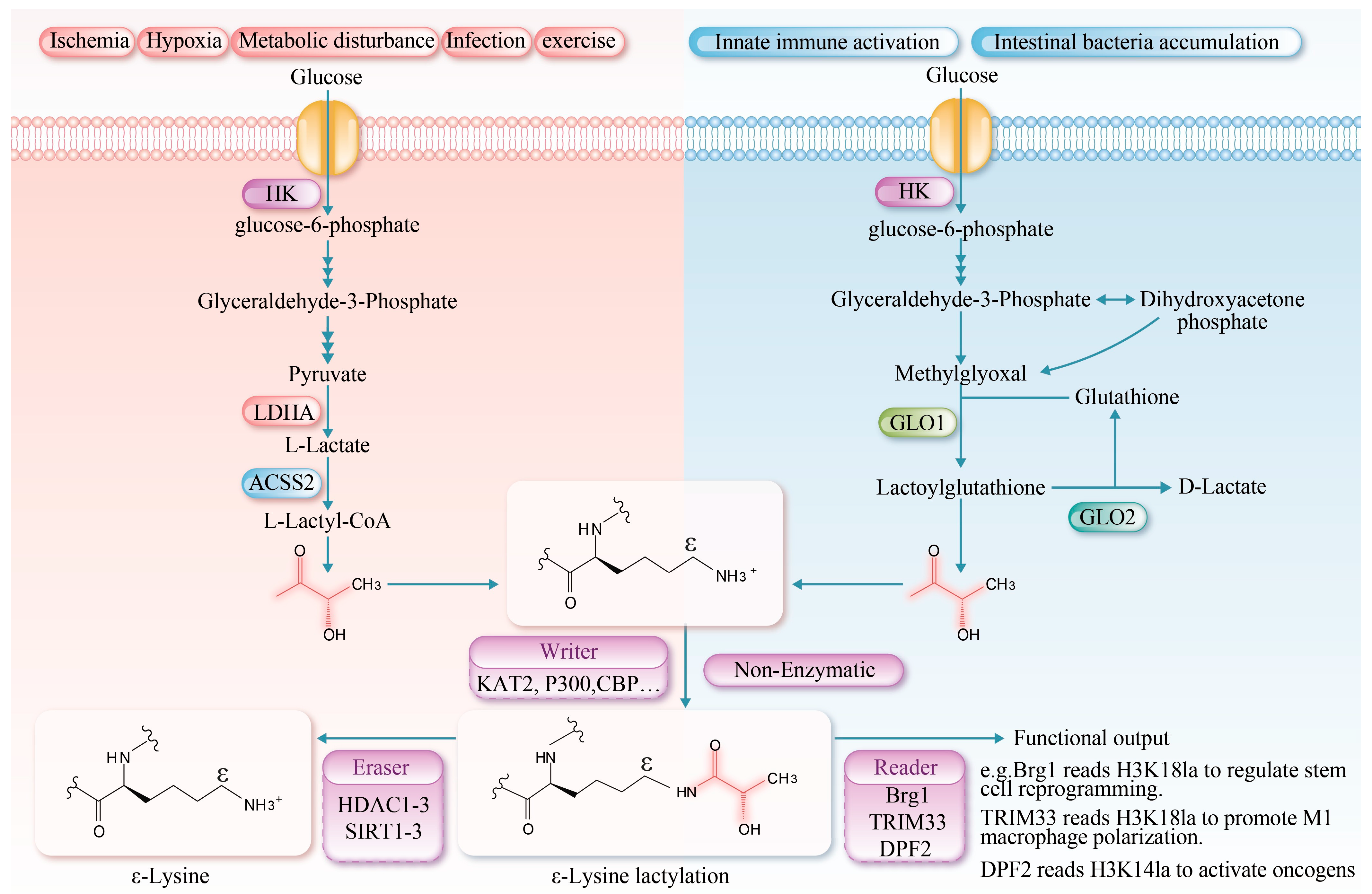 Biomolecules 16 00212 g001 Biomolecules 16 00212 g001