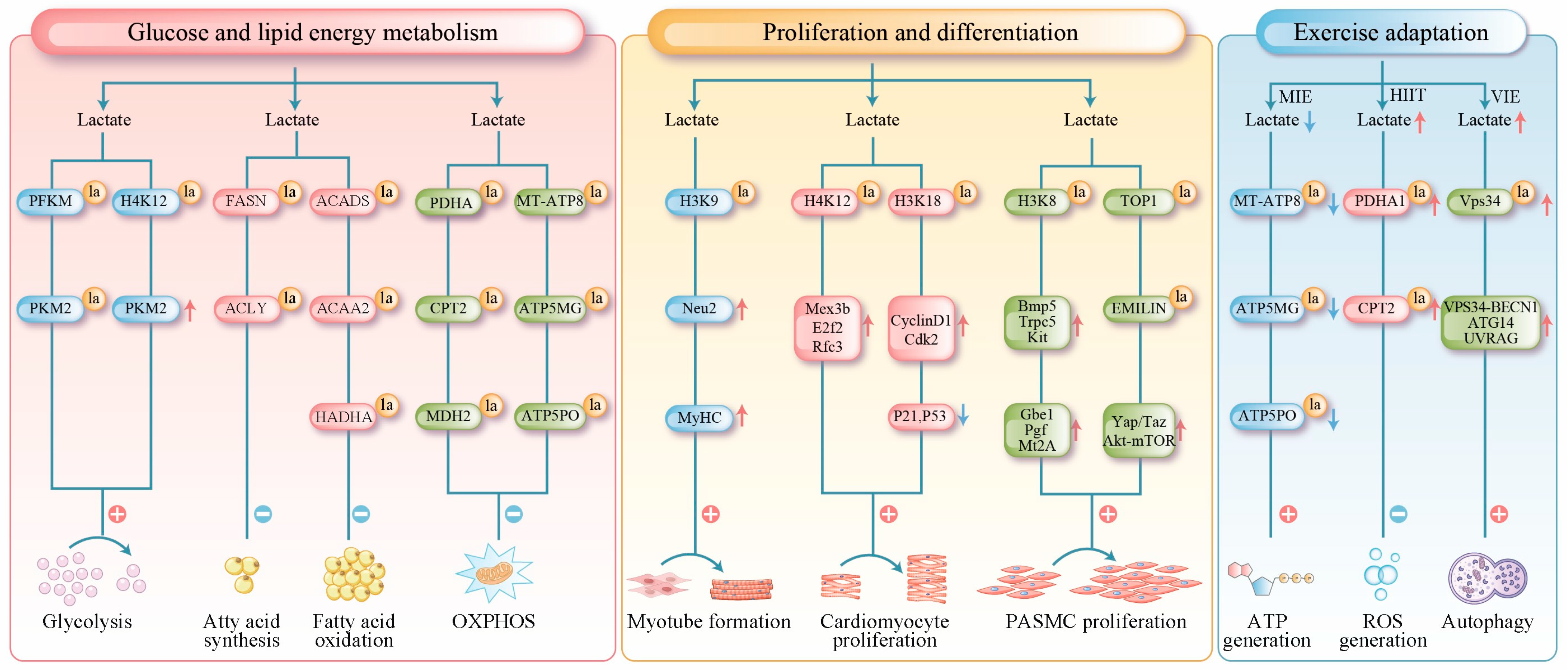 Biomolecules 16 00212 g002 Biomolecules 16 00212 g002