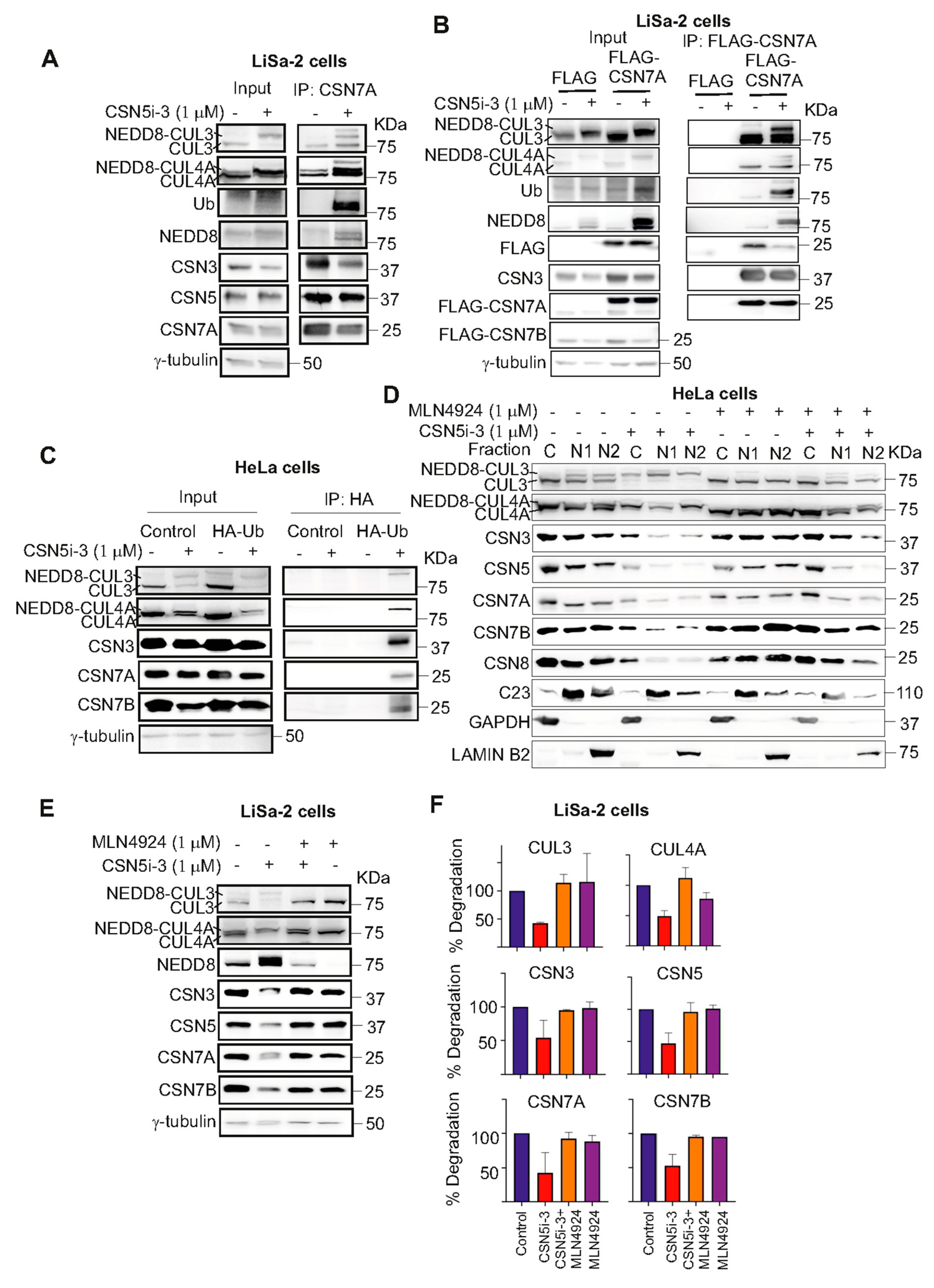 Biomolecules 16 00218 g004 Biomolecules 16 00218 g004