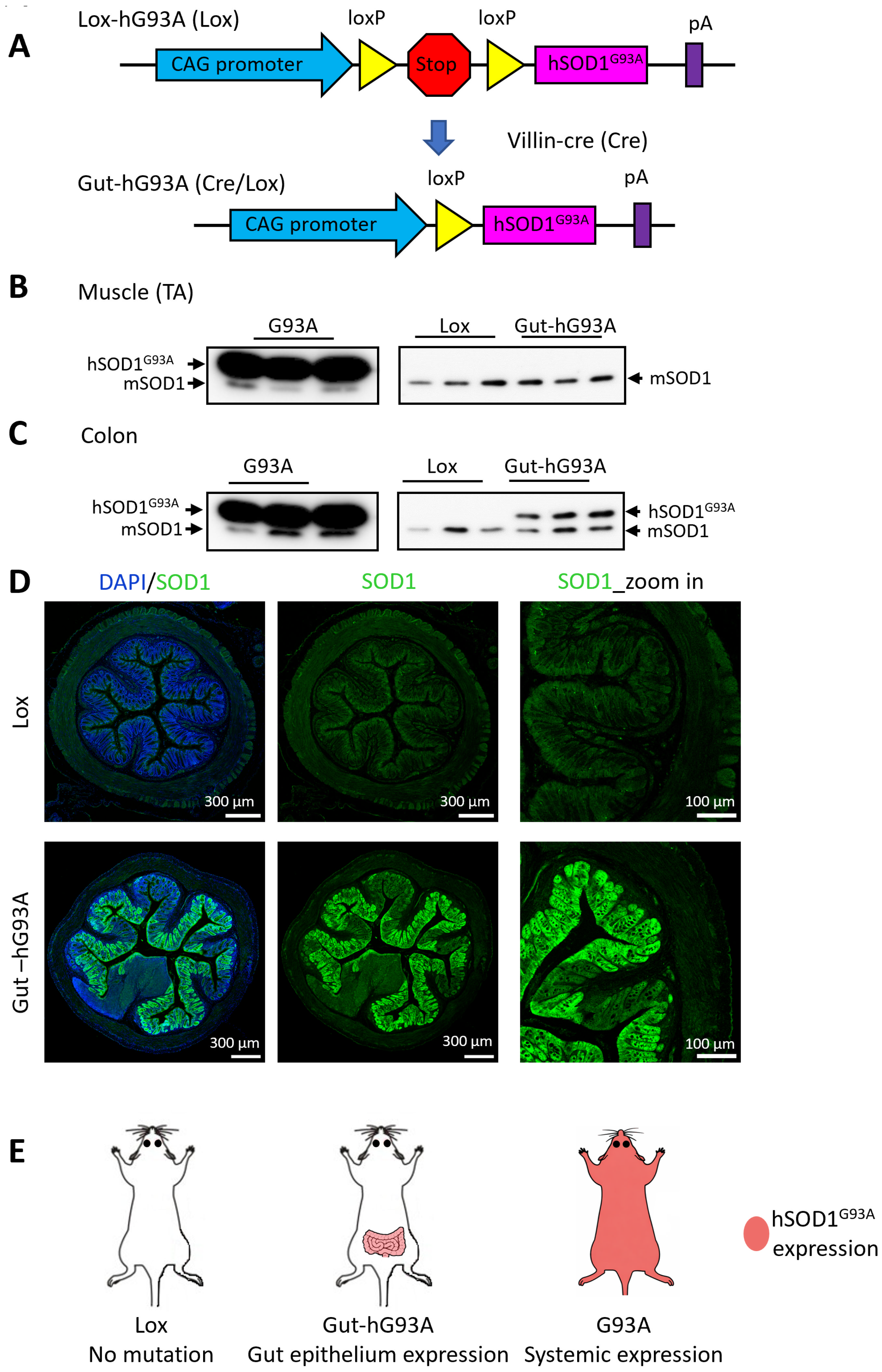 Biomolecules 16 00253 g001