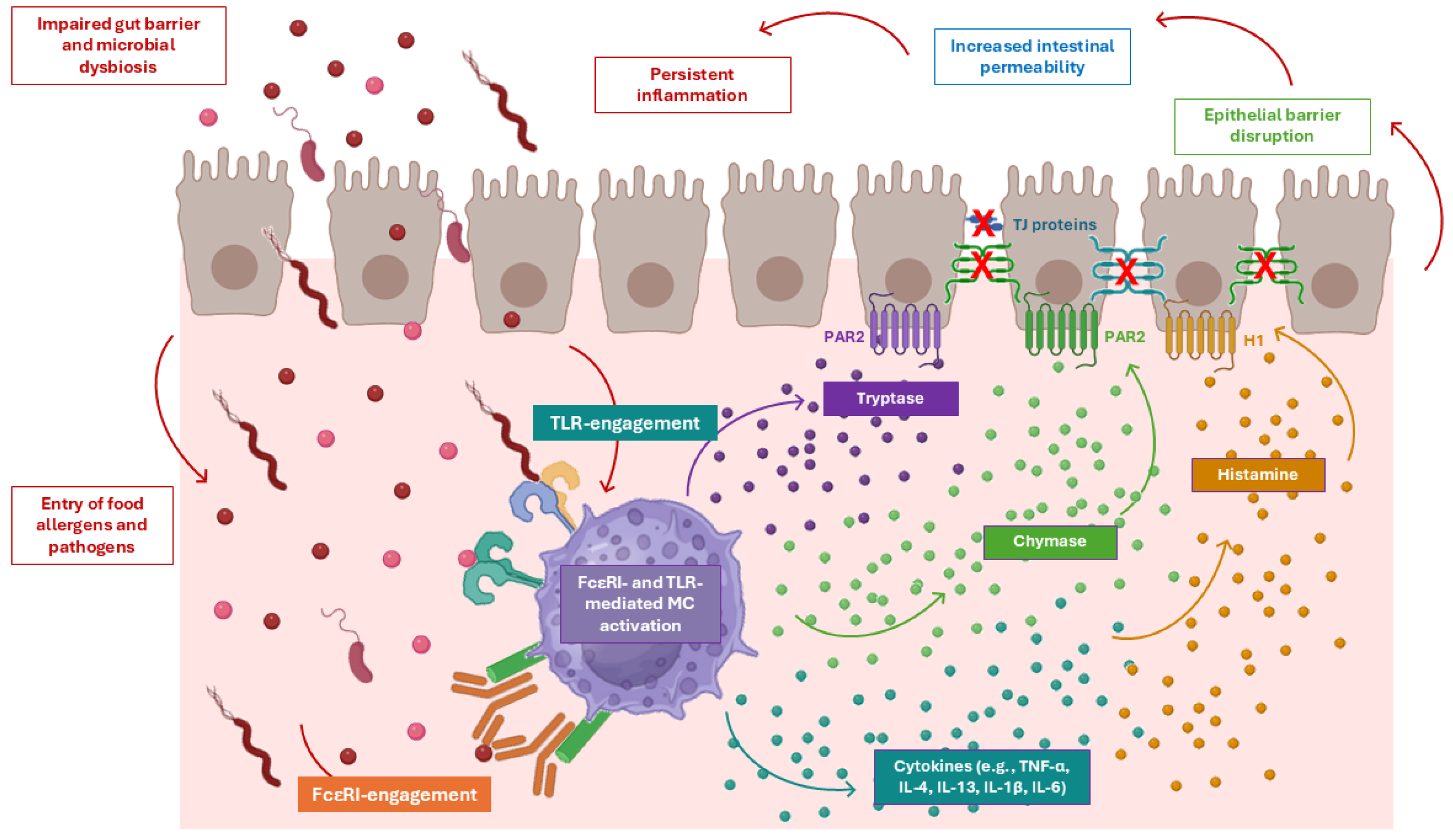 The Gut Microbiota–Mast Cell Axis in Intestinal Homeostasis and
