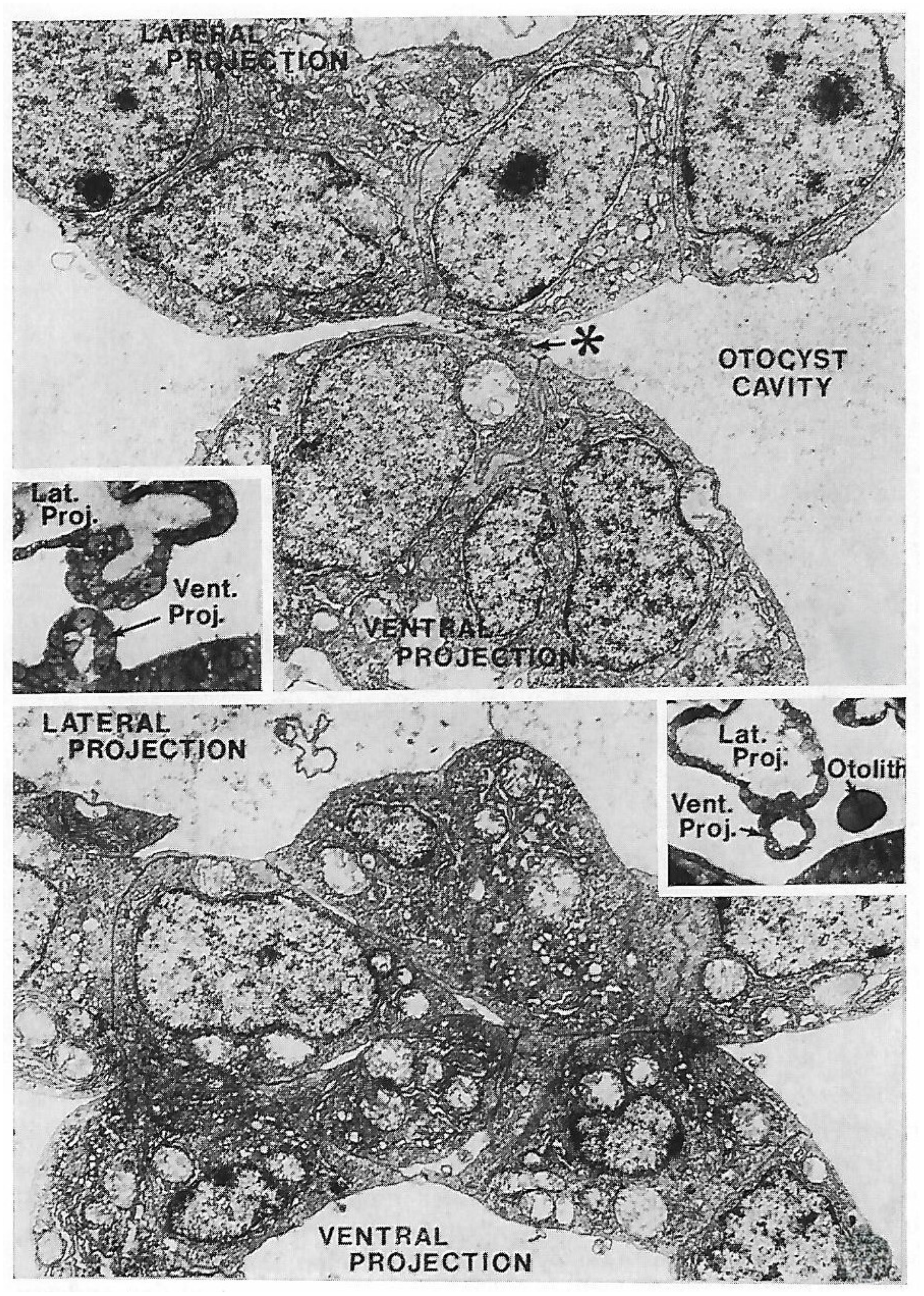 Biomolecules 16 00293 g002