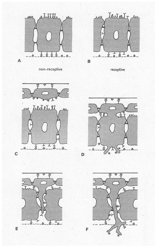 Back to the Future—A 50-Year Dive into Embryo Implantation