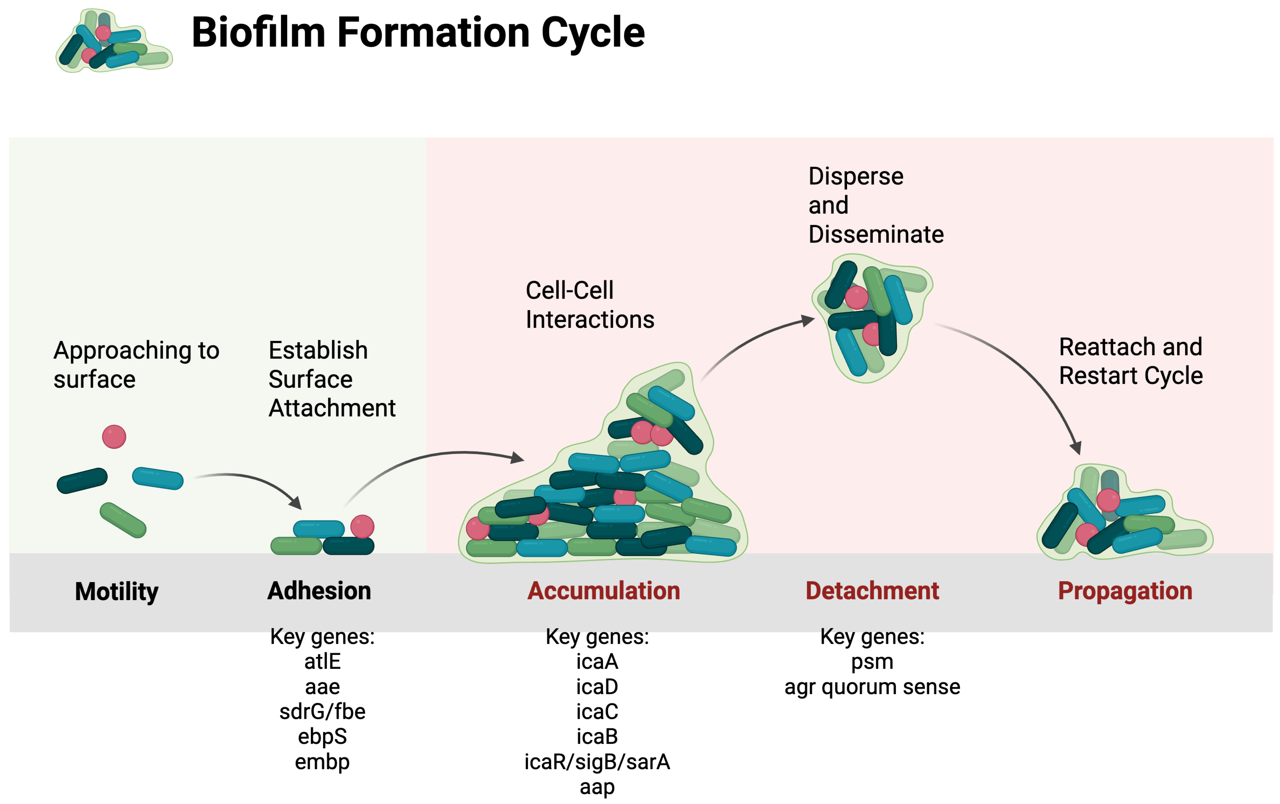 Biomolecules 16 00334 g001