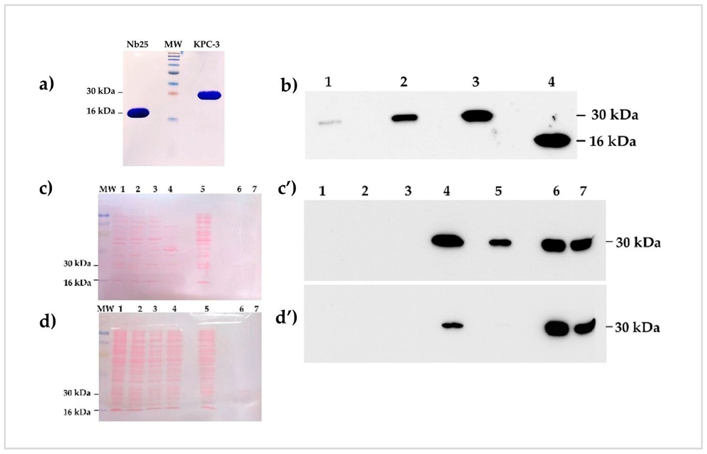 Biomolecules 16 00369 g006 Biomolecules 16 00369 g006