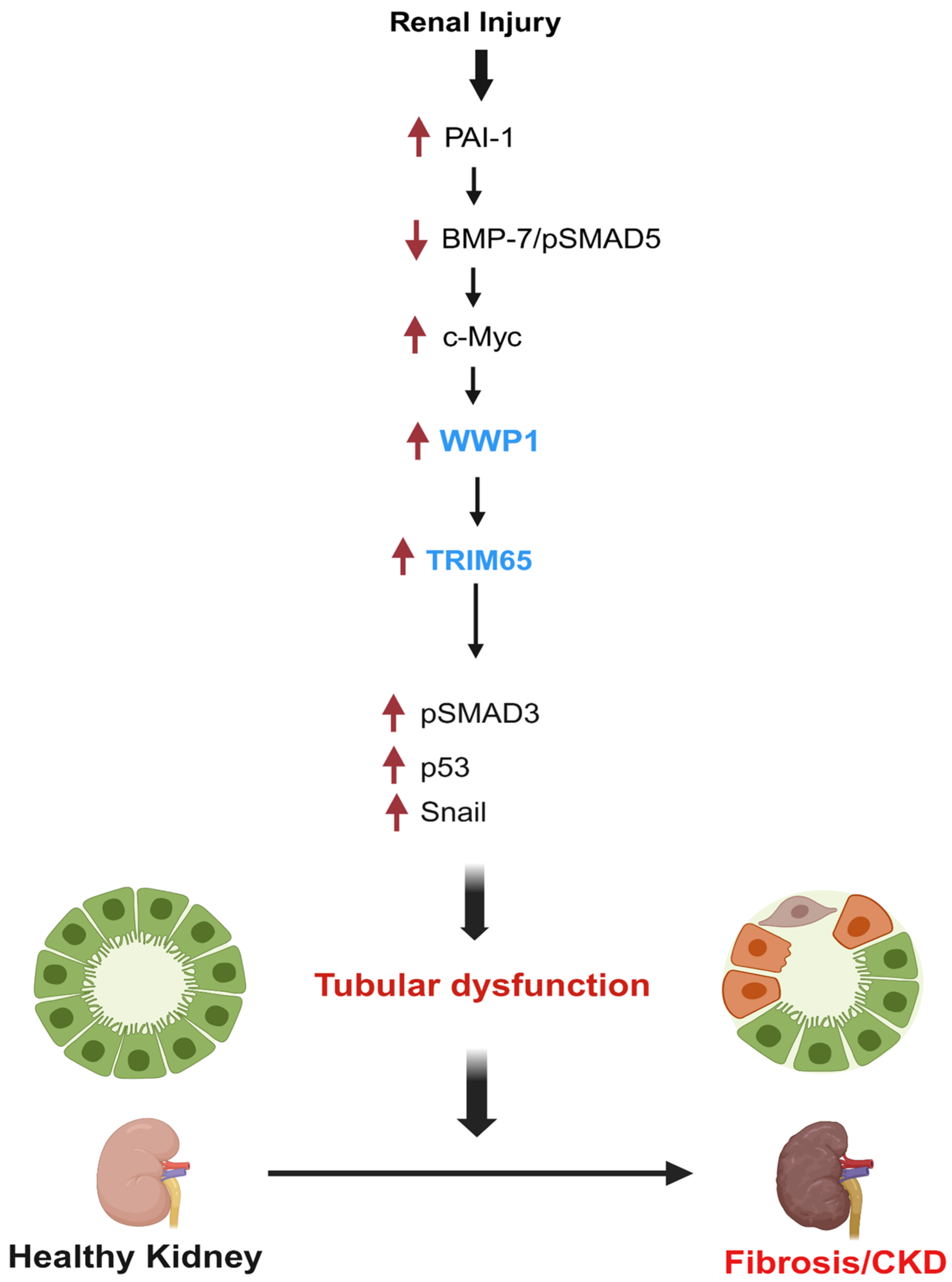 Biomolecules 16 00373 g011