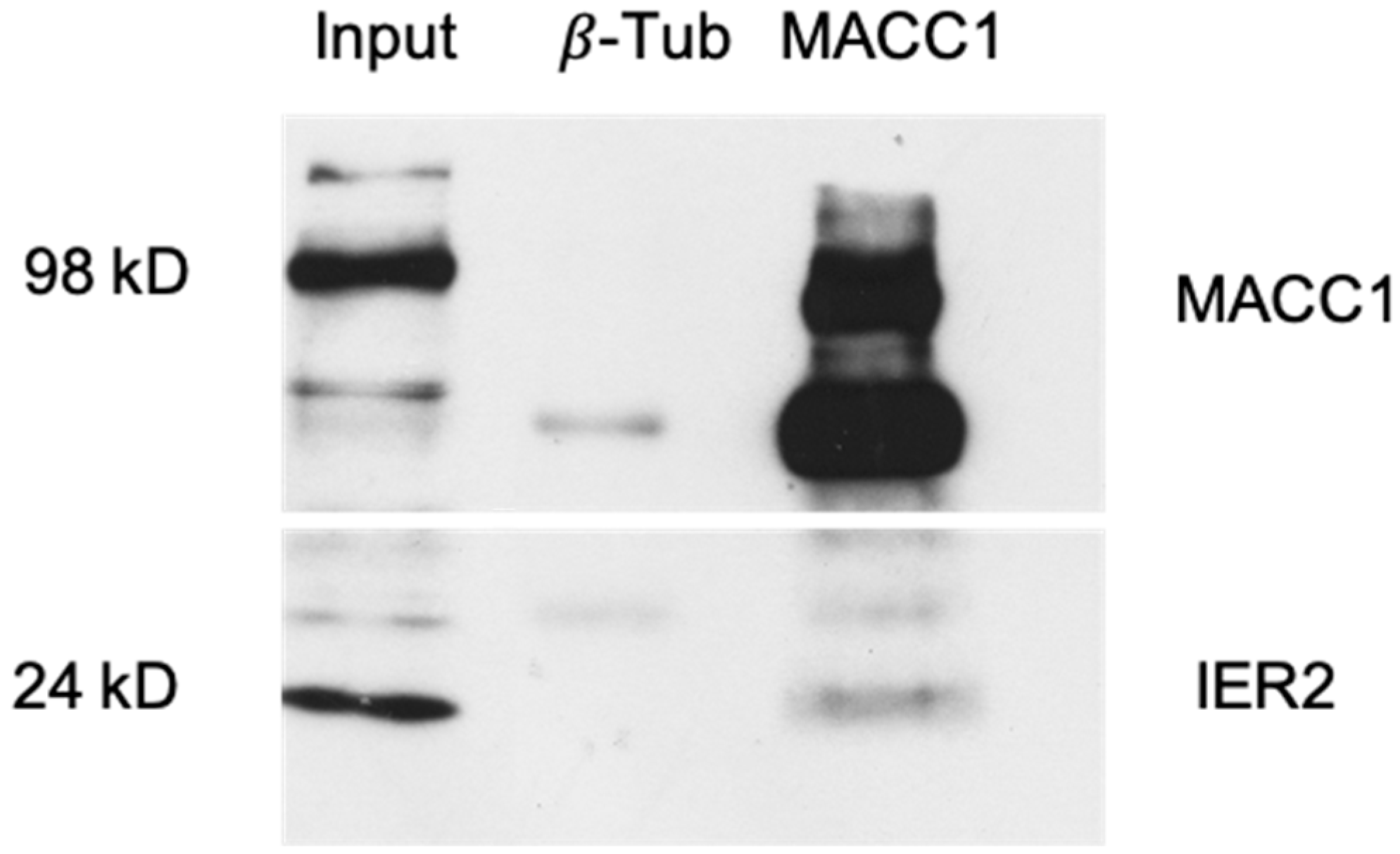 Biomolecules 16 00398 g005