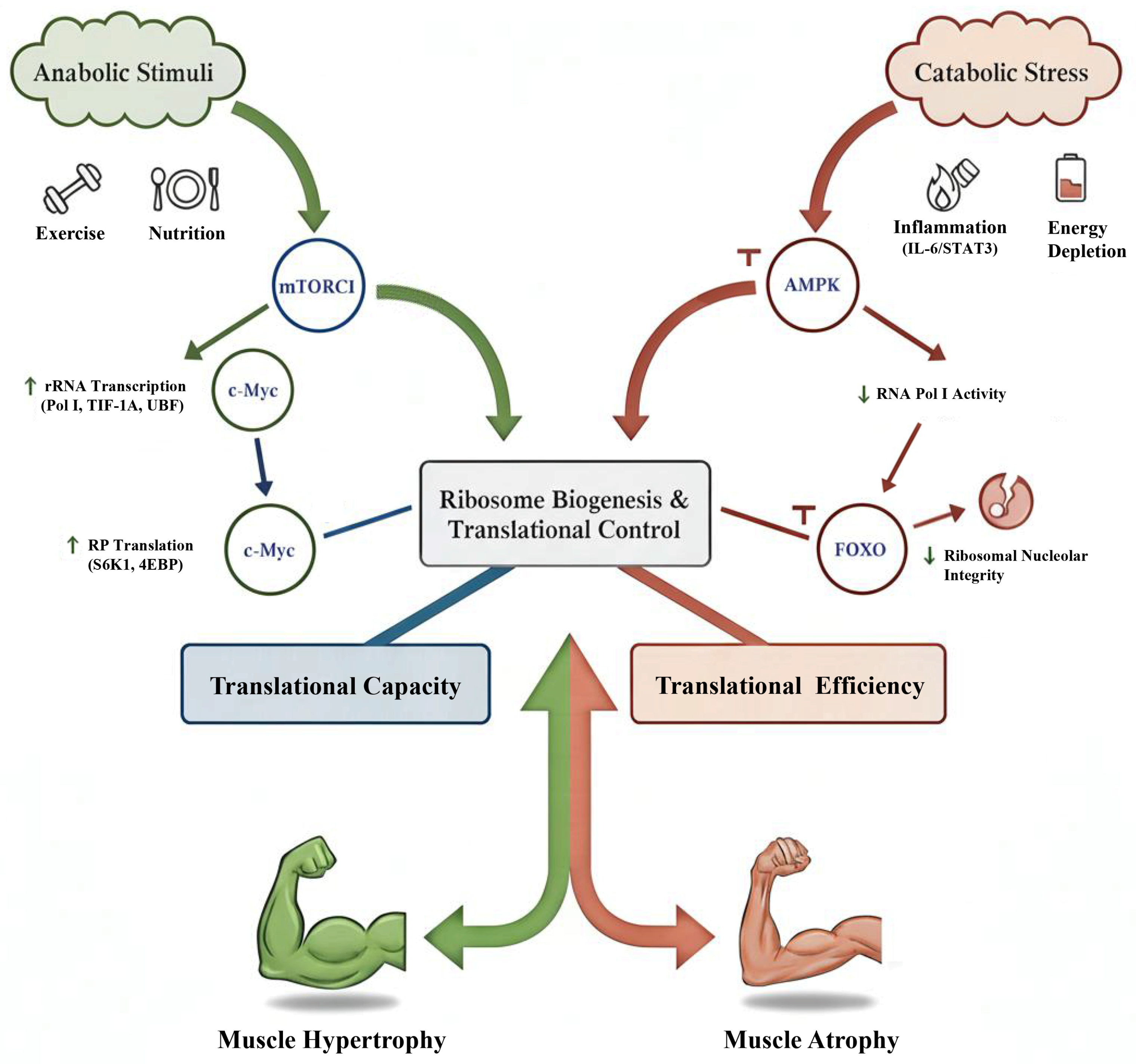 Biomolecules 16 00406 g003 Biomolecules 16 00406 g003