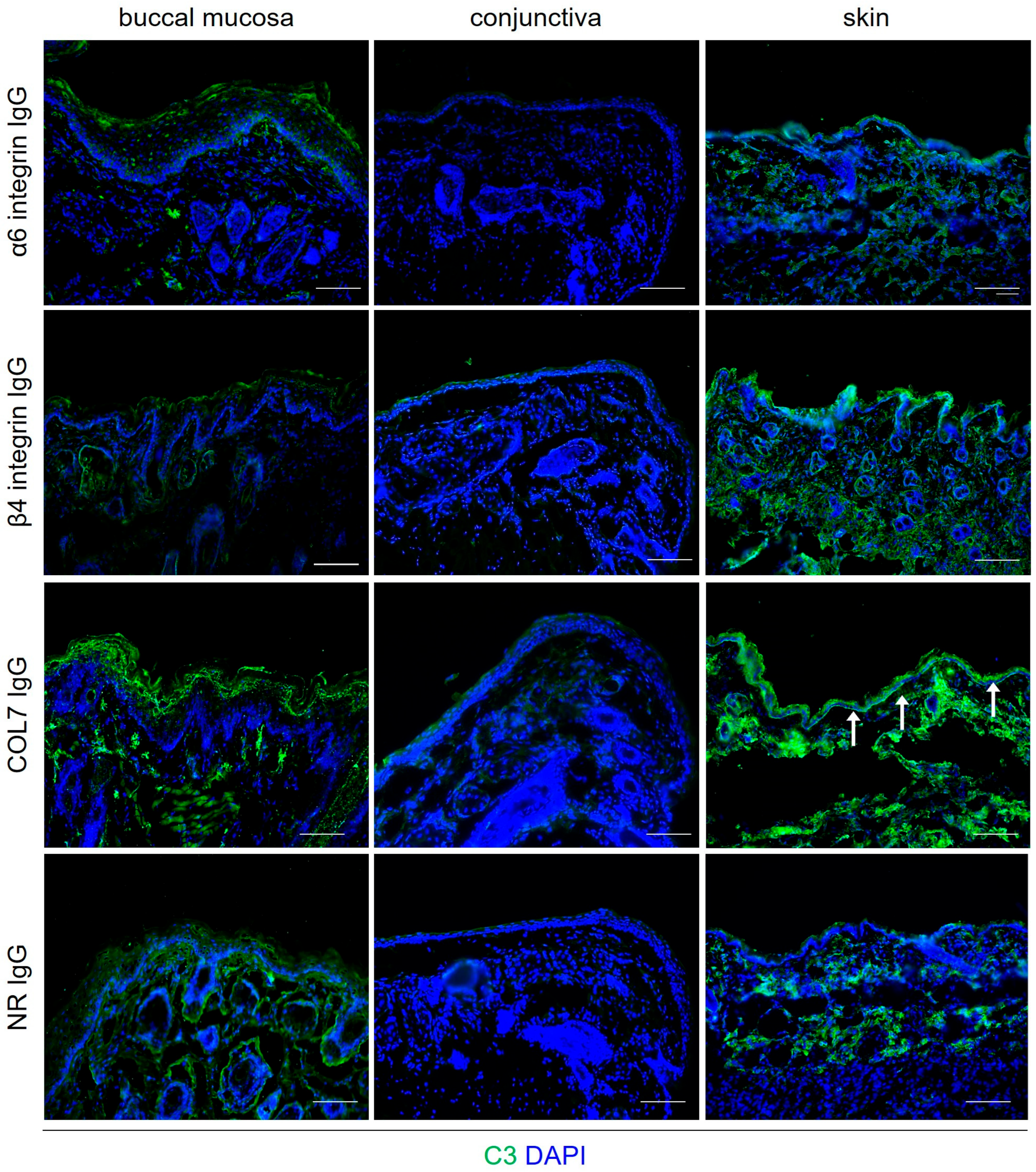 Biomolecules 16 00417 g007 Biomolecules 16 00417 g007