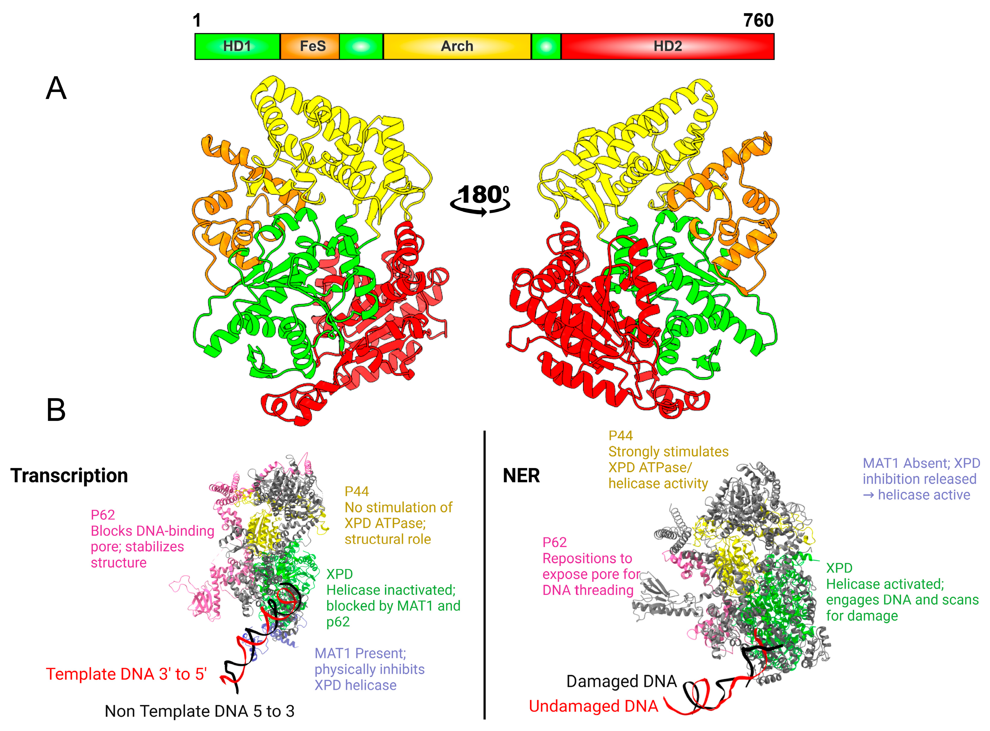 Biomolecules 16 00435 g004