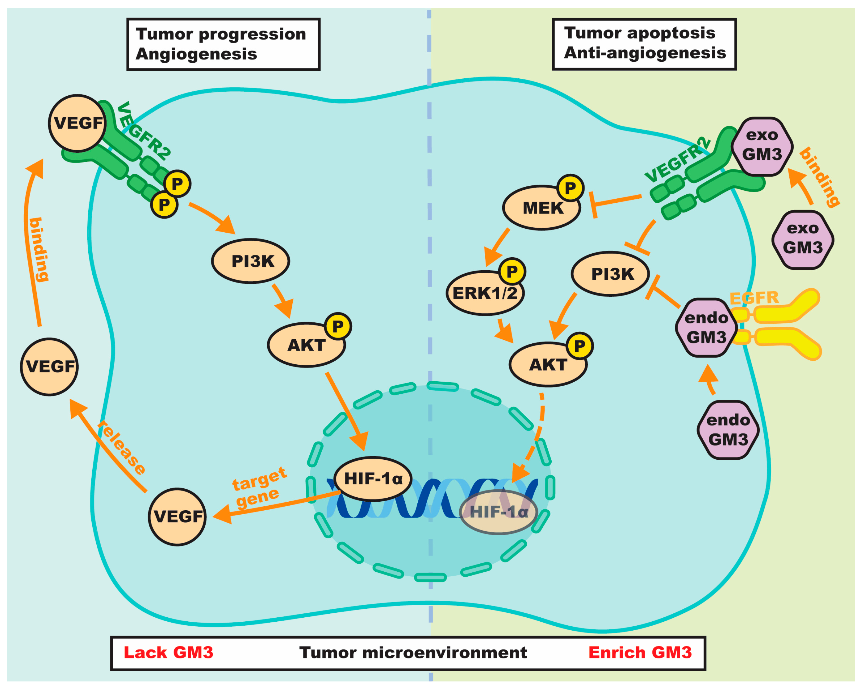 Biomolecules 16 00464 g003 Biomolecules 16 00464 g003