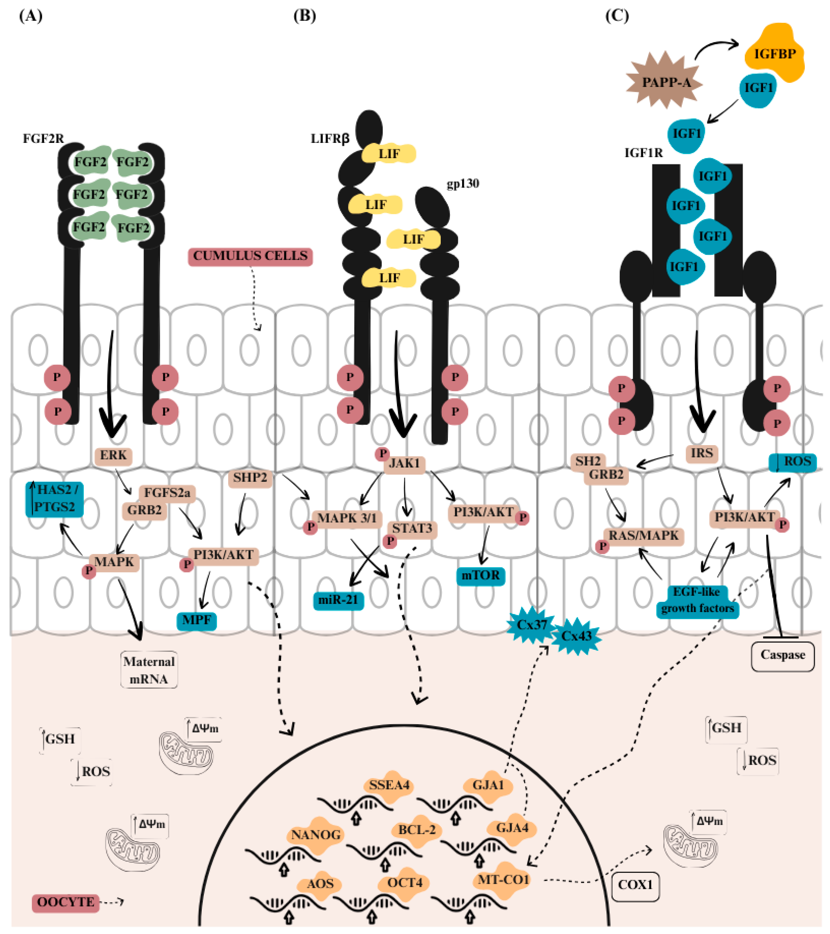 Biomolecules 16 00487 g001 Biomolecules 16 00487 g001
