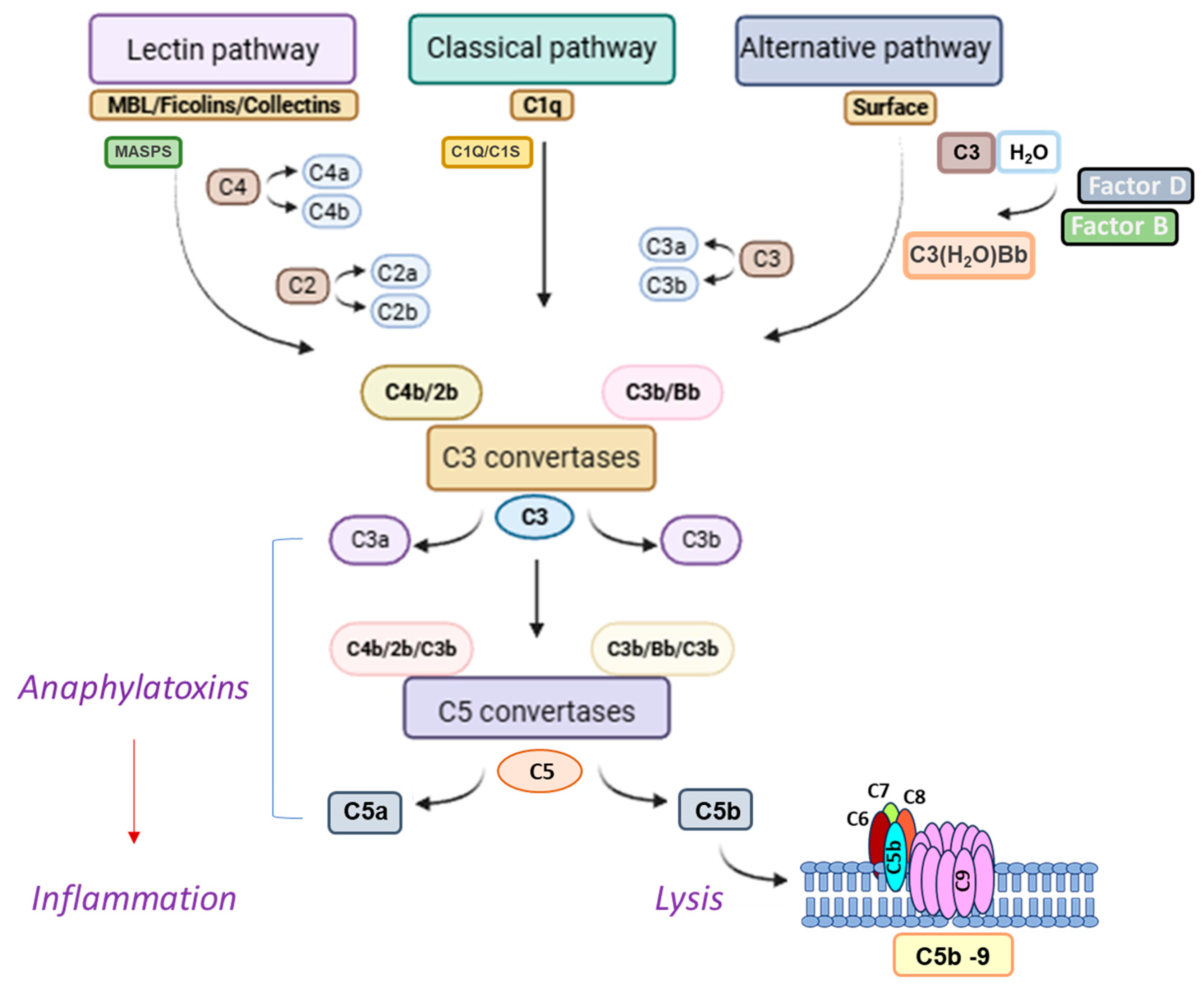 Biomolecules 16 00505 g001 Biomolecules 16 00505 g001