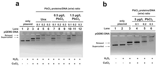A Novel Perspective on Lead-Induced Protamine-like Protein-DNA