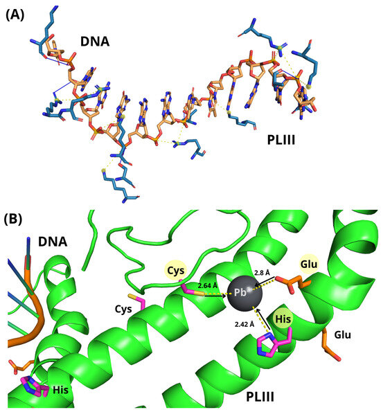 60枚 ② A Novel Perspective on Lead-Induced Protamine-like Protein-DNA