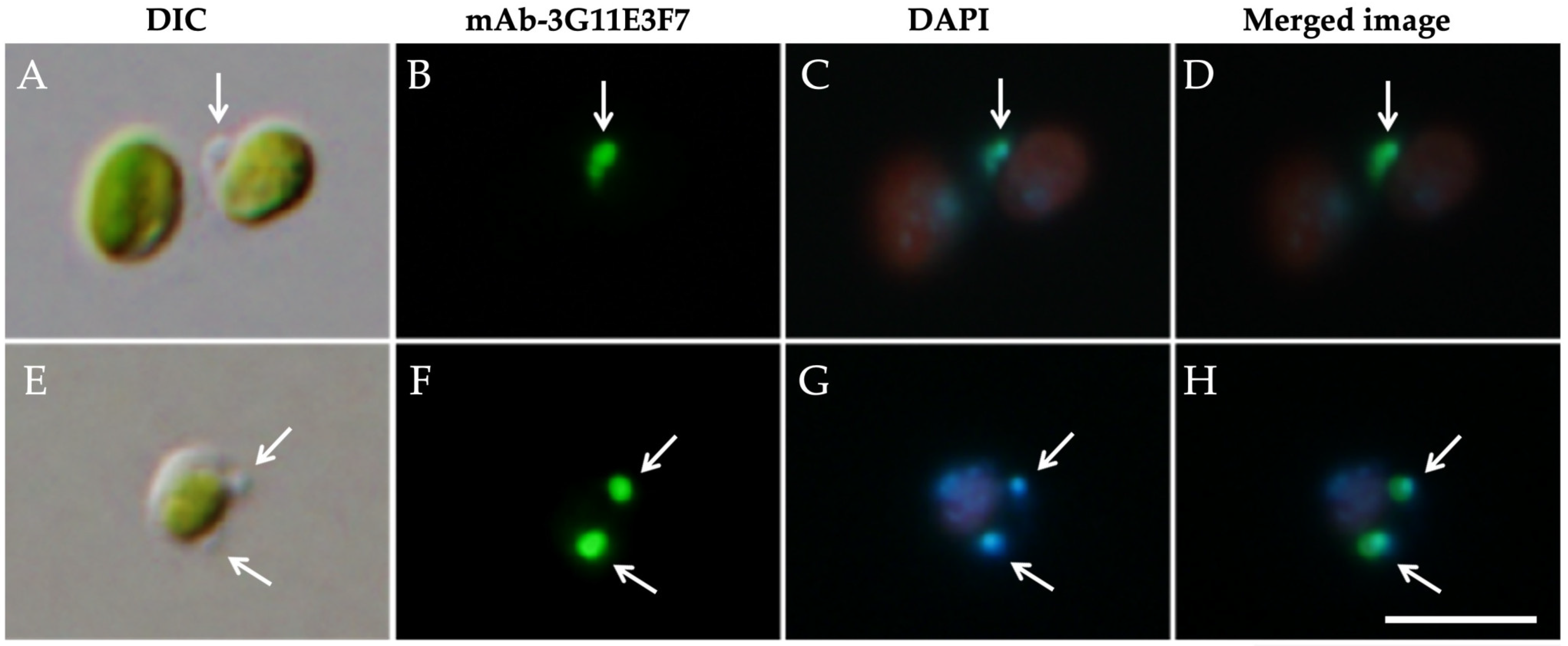 Biomolecules 16 00561 g004 Biomolecules 16 00561 g004