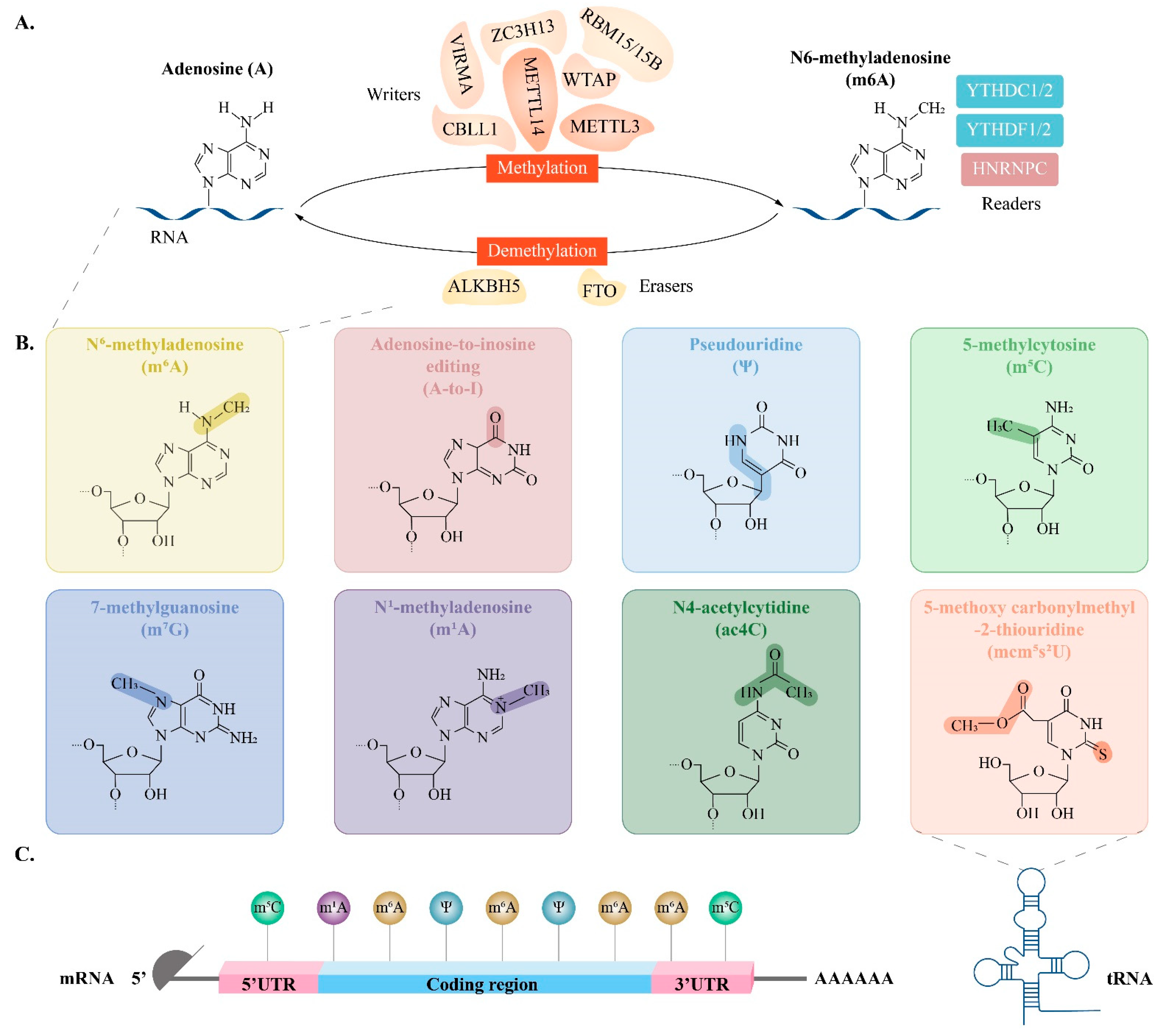 Unravelling Multilayered RNA Modification Networks in Female ...