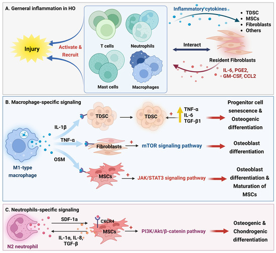 Heterotopic Ossification: Molecular Drivers, Subtype-Specific