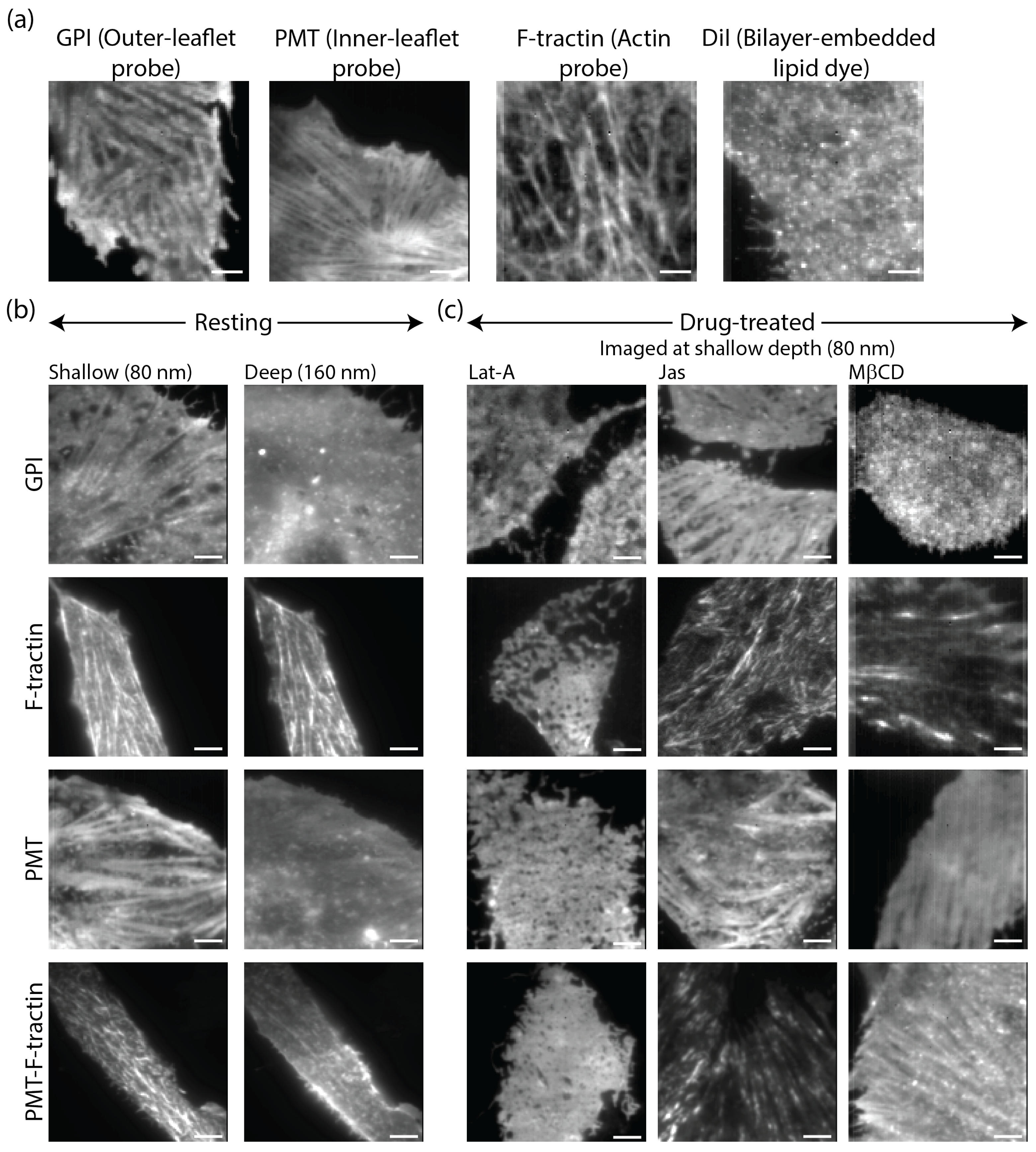 Biomolecules 16 00596 g002 Biomolecules 16 00596 g002