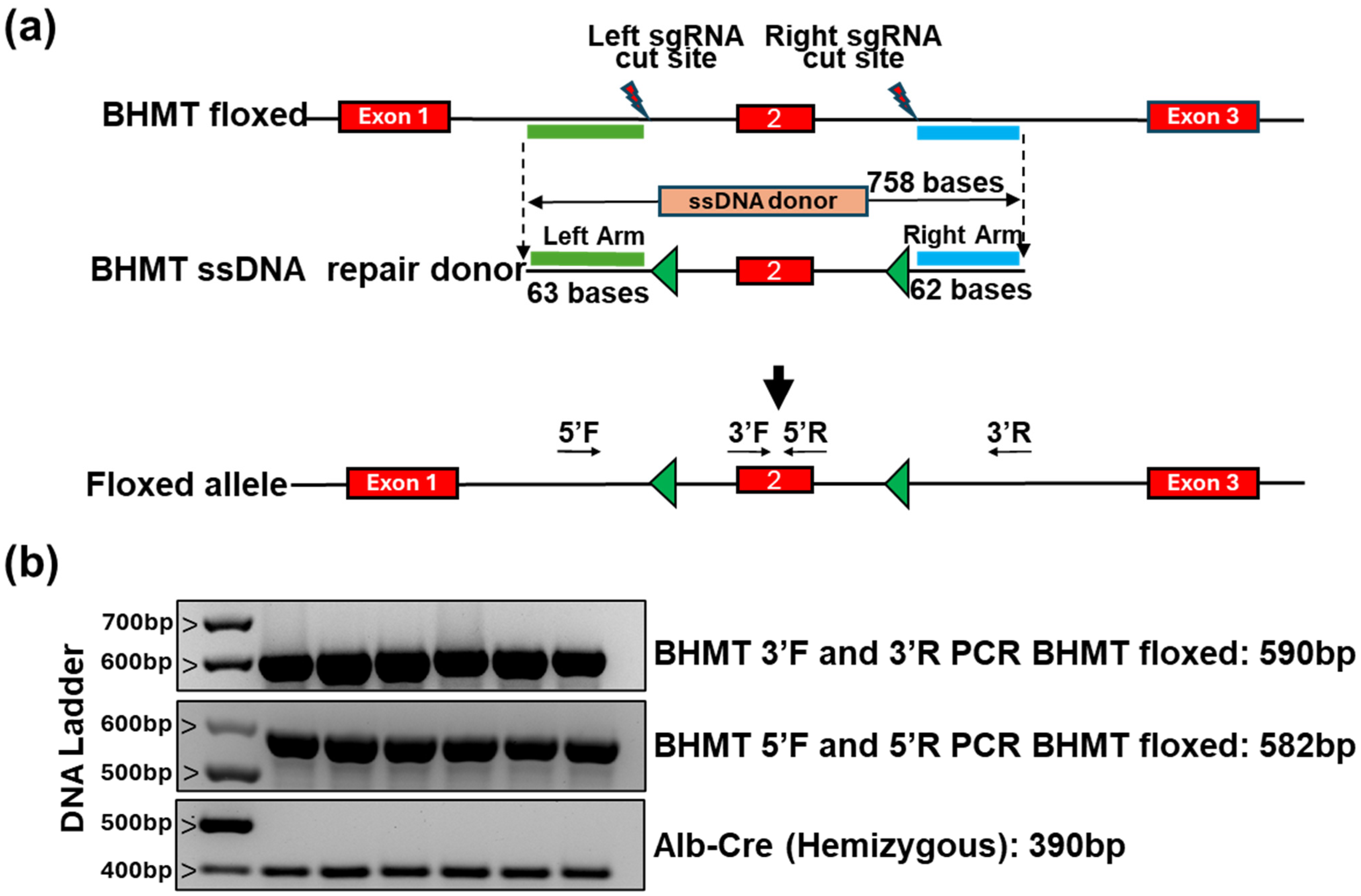 Biomolecules 16 00606 g001