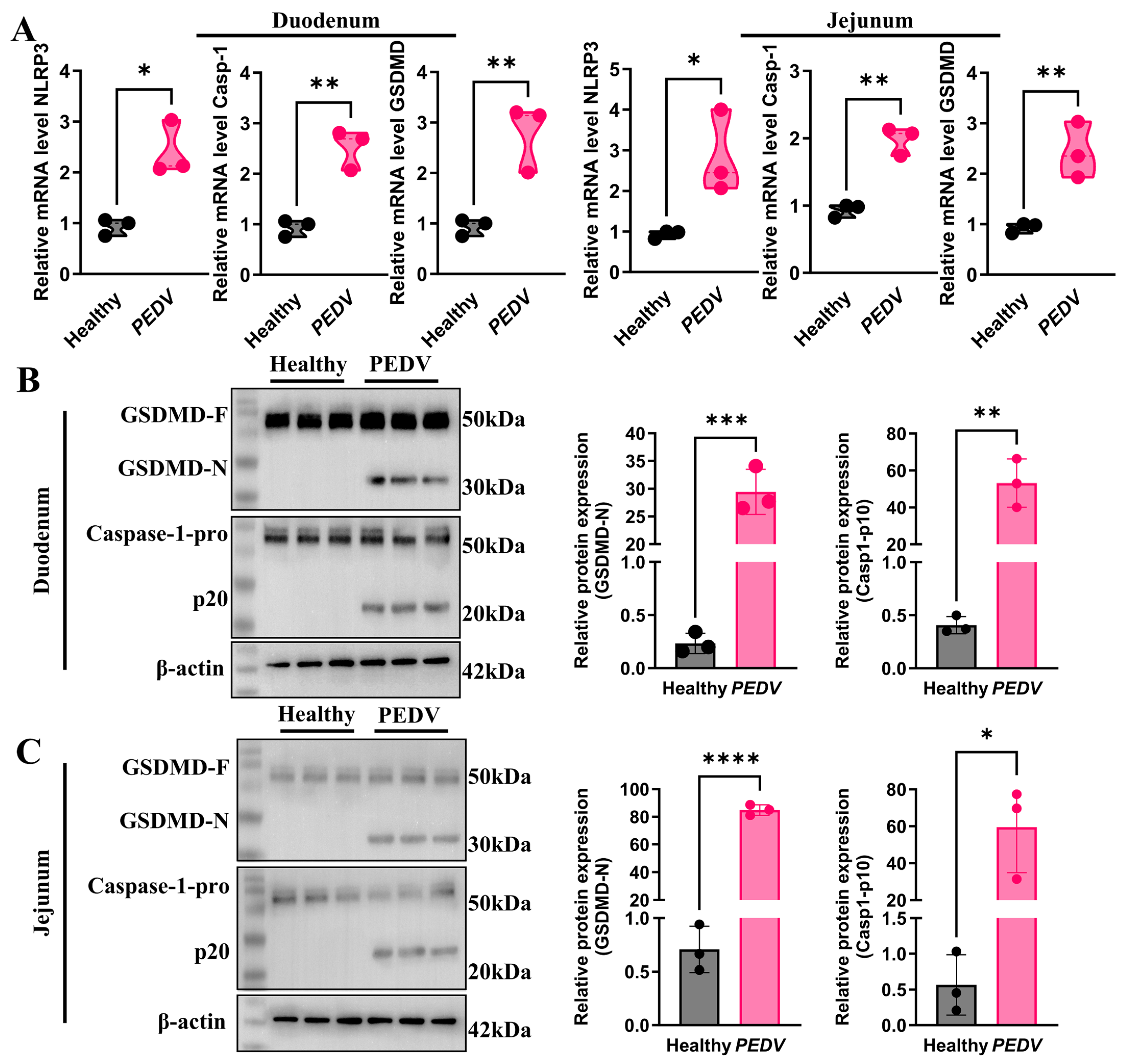 Biomolecules 16 00629 g002 Biomolecules 16 00629 g002
